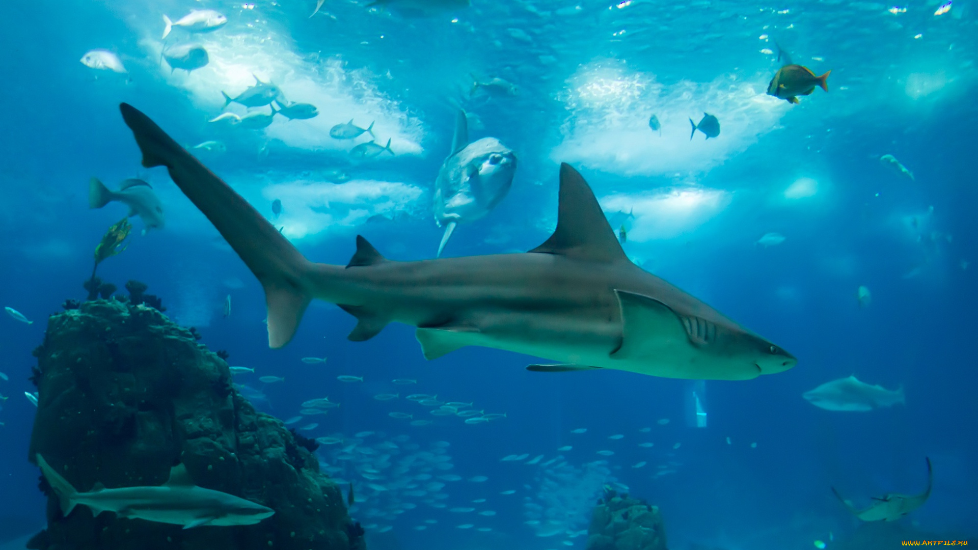 животные, акулы, камни, подводный, мир, синева, море, рыбы, дно