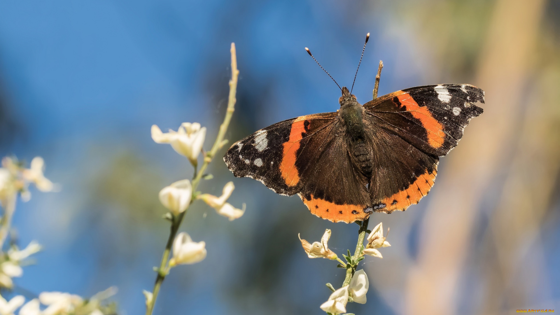 животные, бабочки, , мотыльки, , моли, бабочка, нимфалида, адмирал, боке