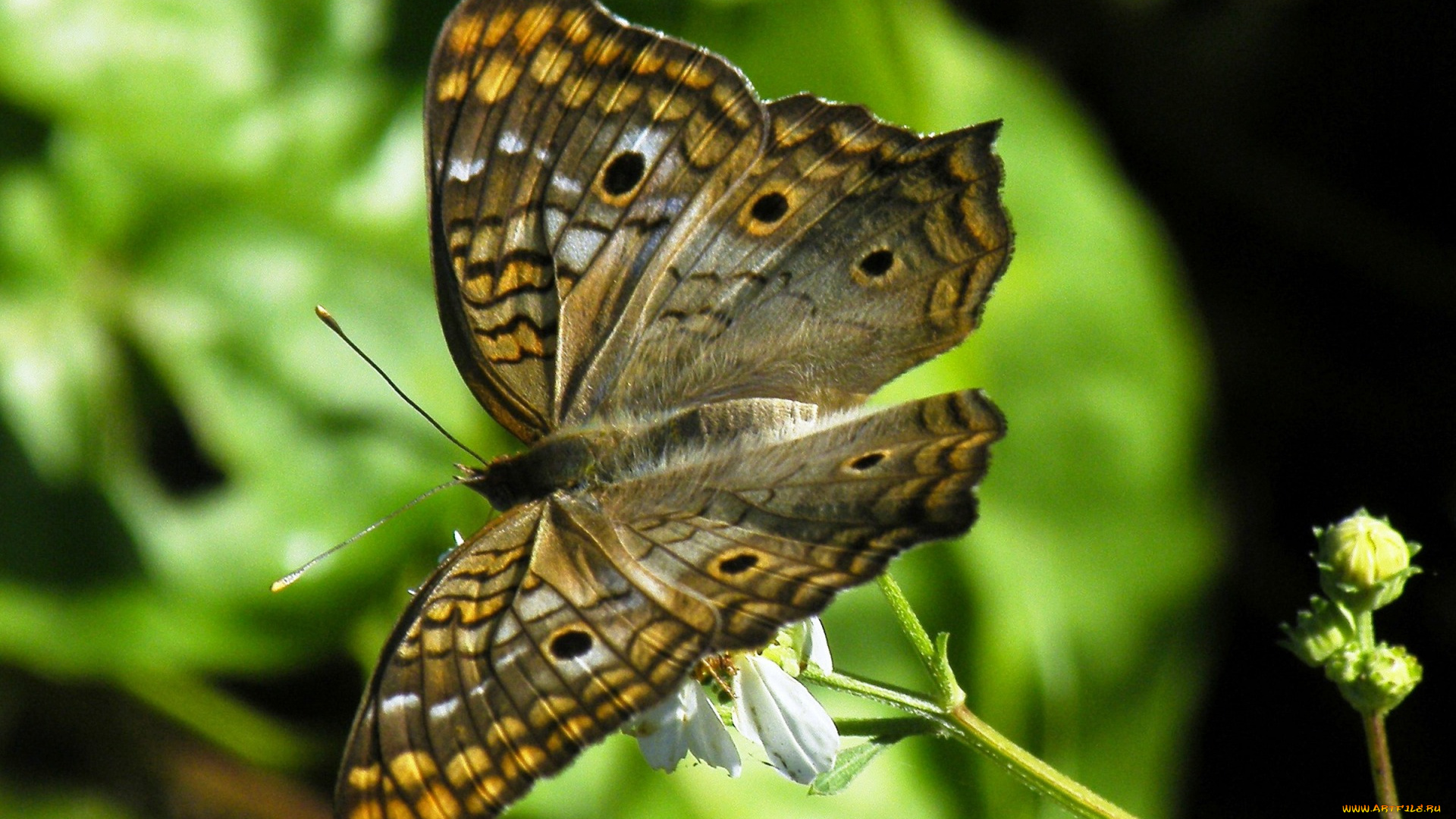 животные, бабочки, , мотыльки, , моли, бабочка, природа, мотылек, крылья