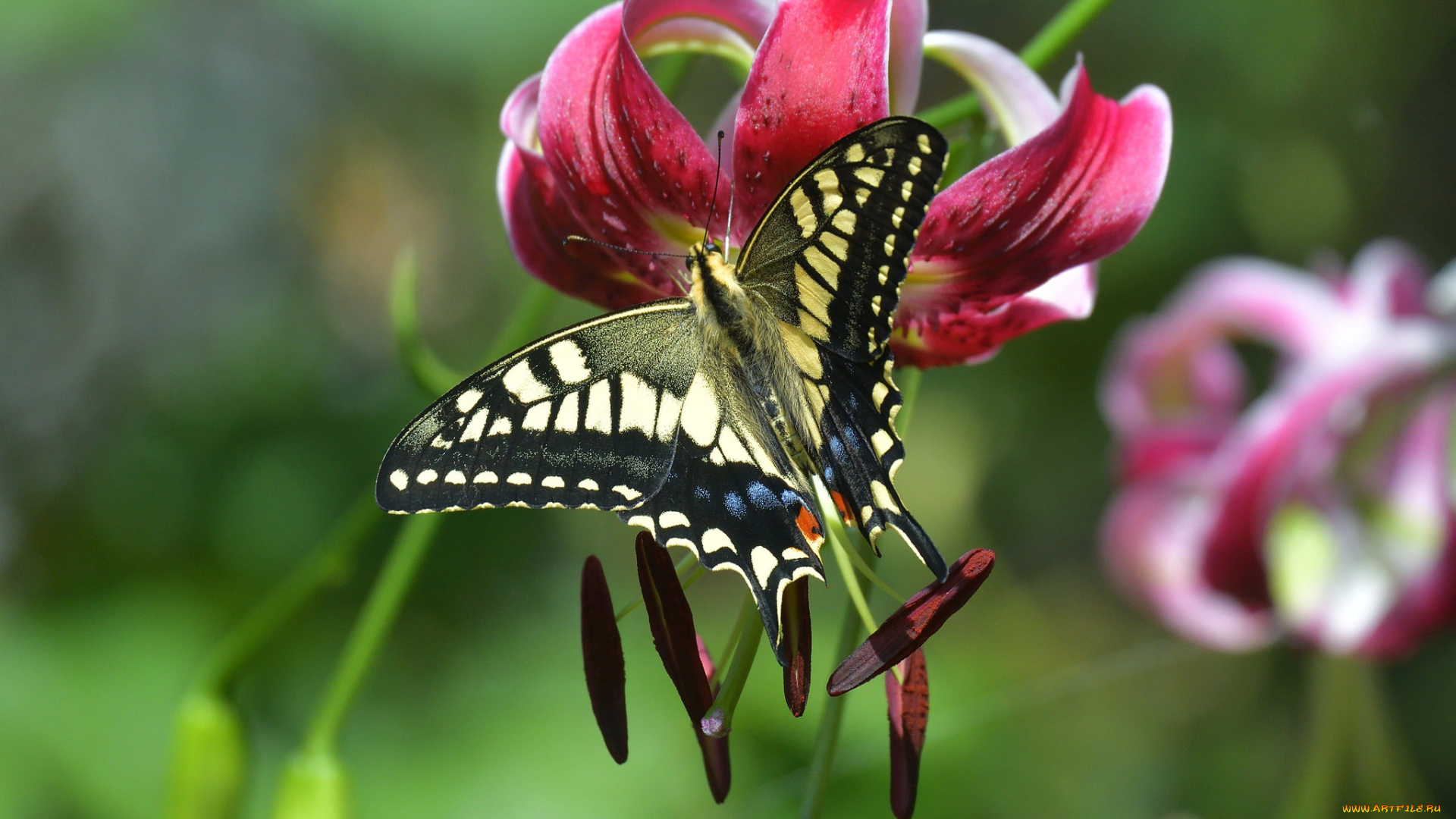 животные, бабочки, , мотыльки, , моли, цветок, боке, тычинки, бабочка