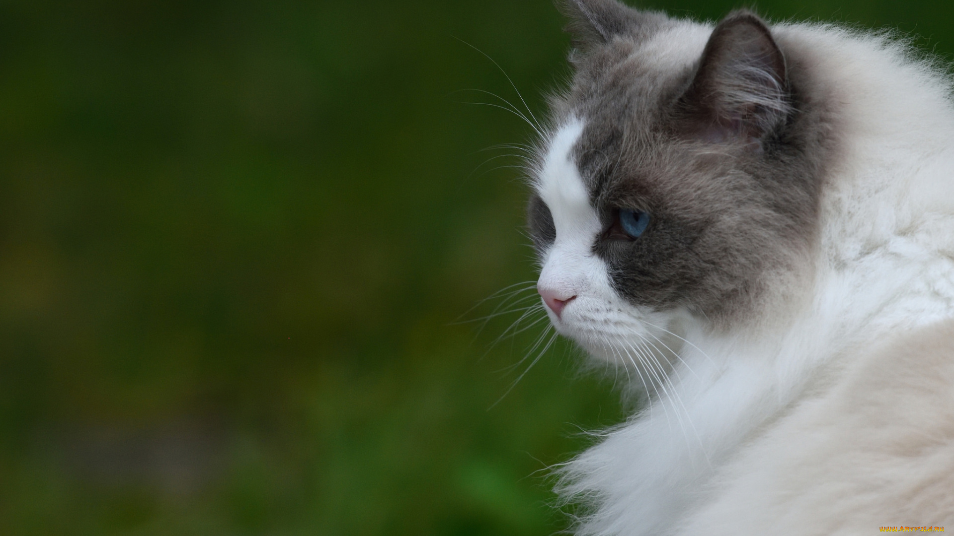 животные, коты, анфас