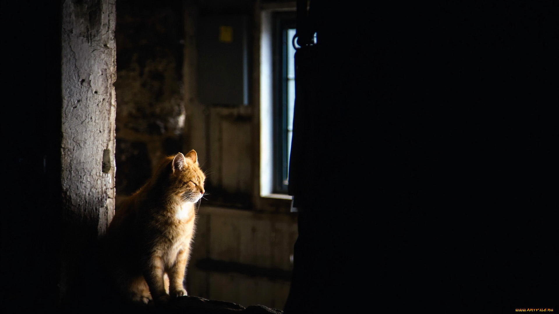 животные, коты, комната