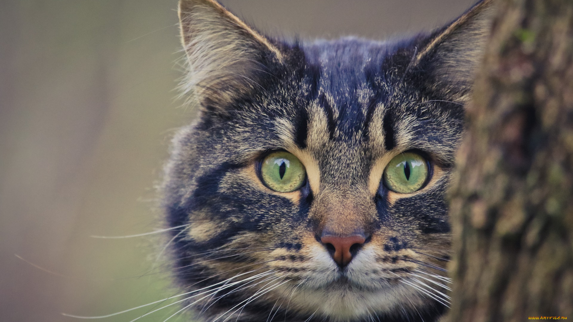 животные, коты, морда