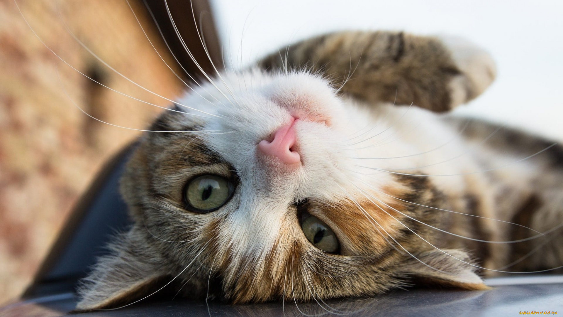 животные, коты, морда