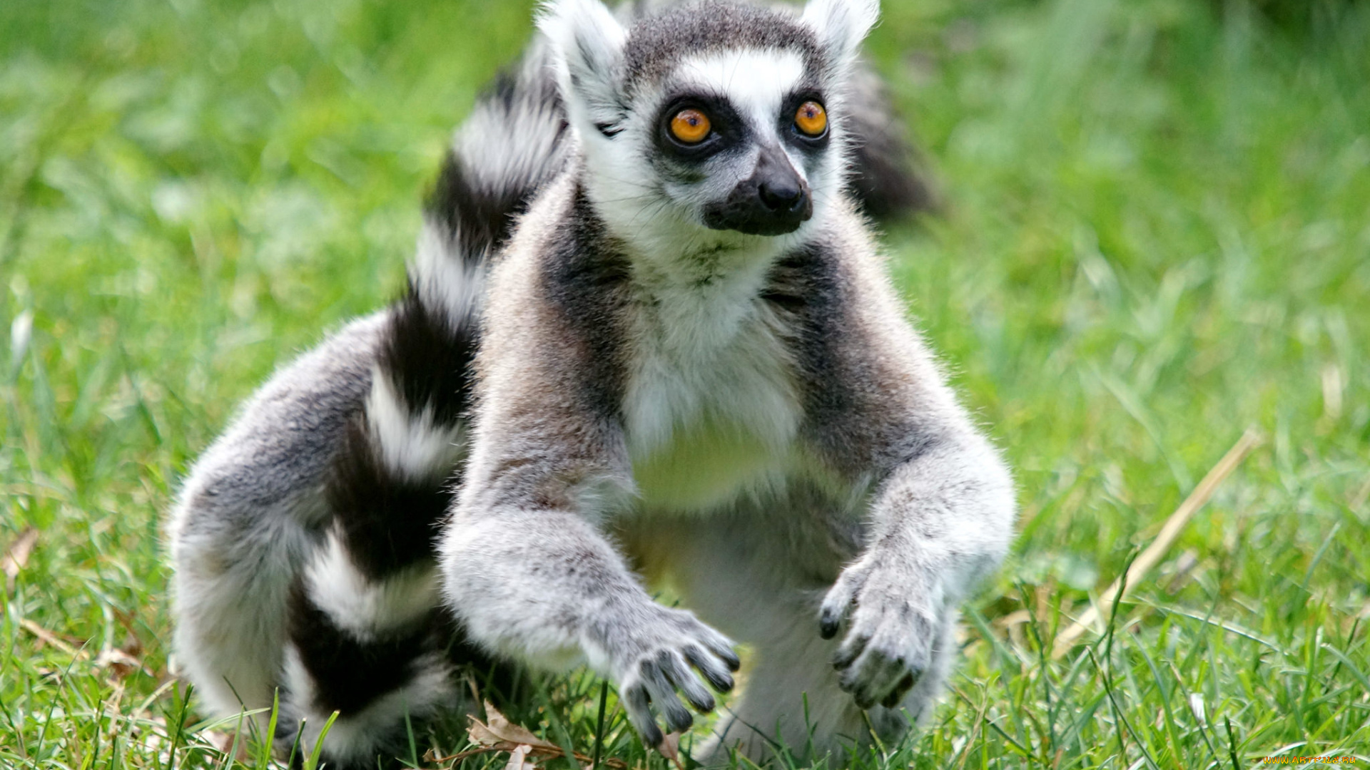 животные, лемуры, луг, взгляд, лемур