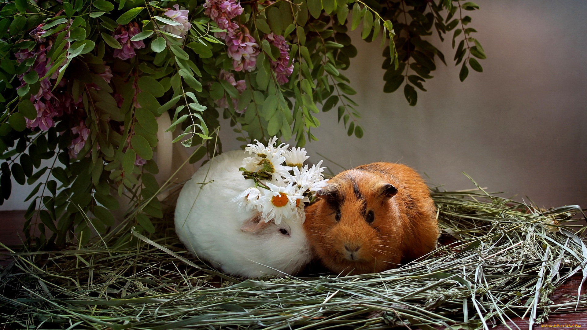 животные, морские, свинки, , хомяки, любовь, лето, композиция, морские, свинки