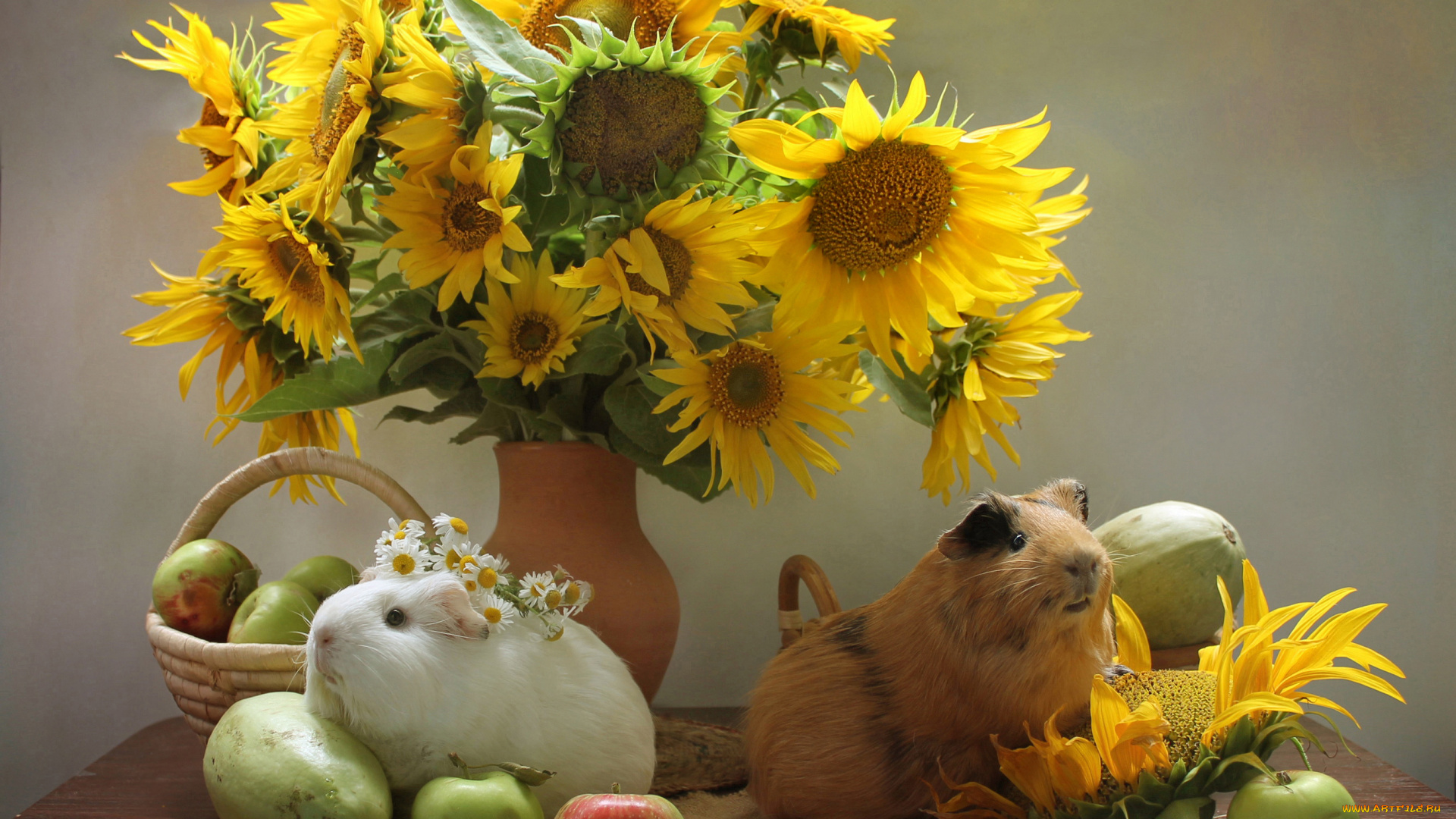животные, морские, свинки, , хомяки, подсолнухи, цветы, яблоки, морские, свинки, лето, композиция, кабачки