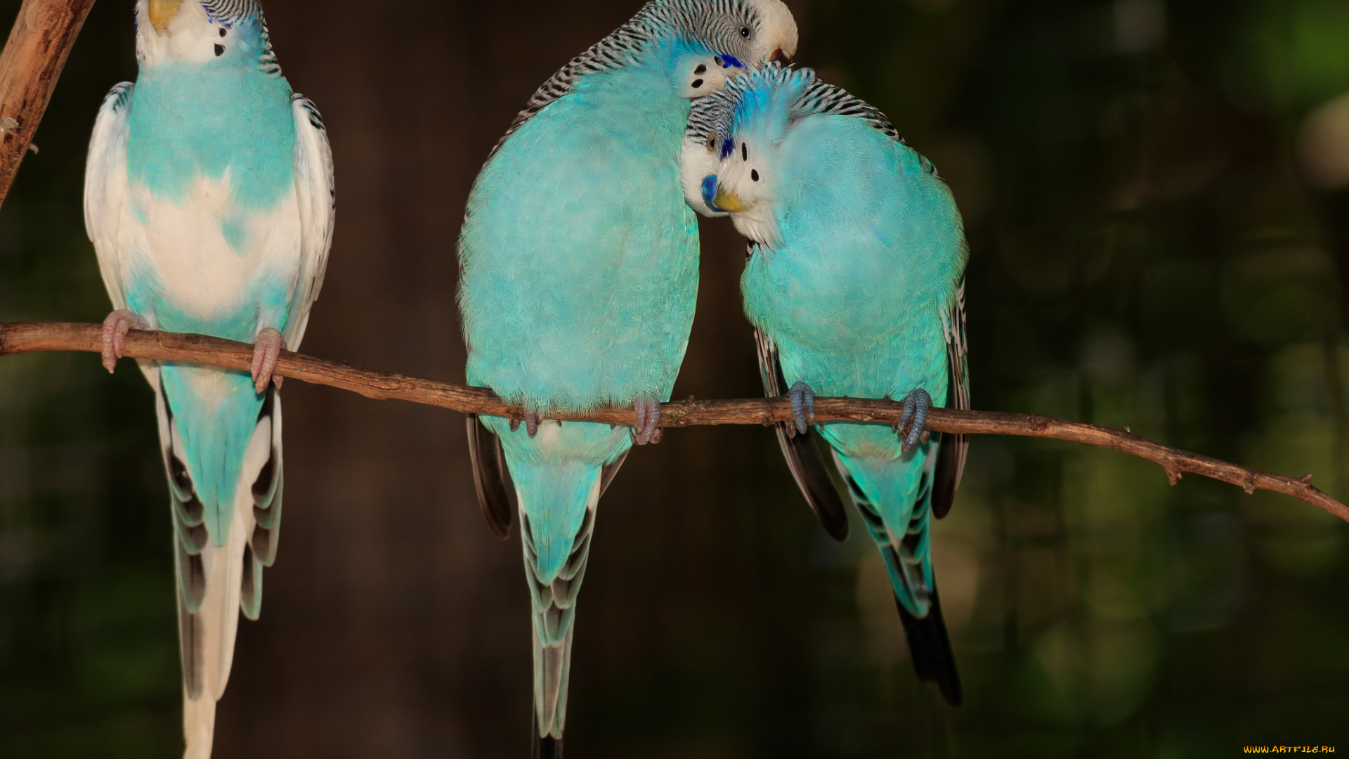 животные, попугаи, волнистые, птички
