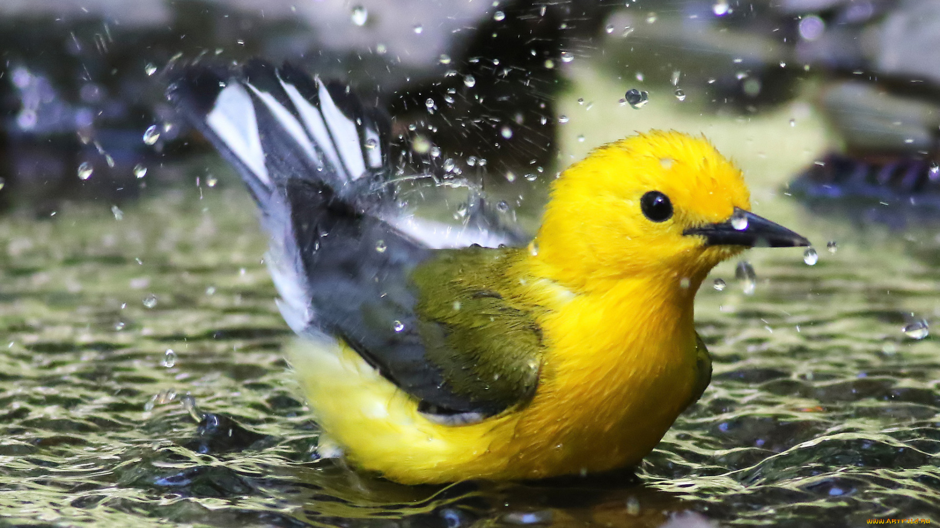 животные, птицы, птичка