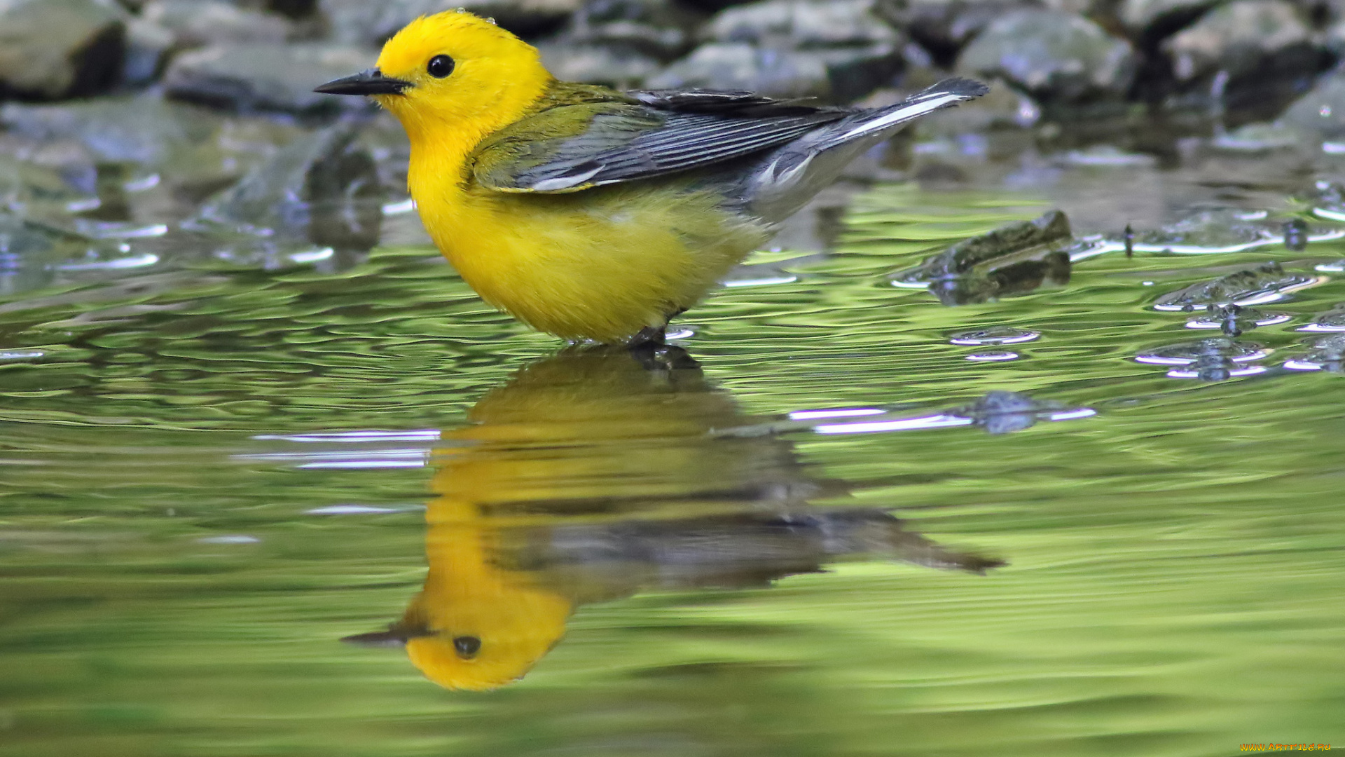 животные, птицы, птичка