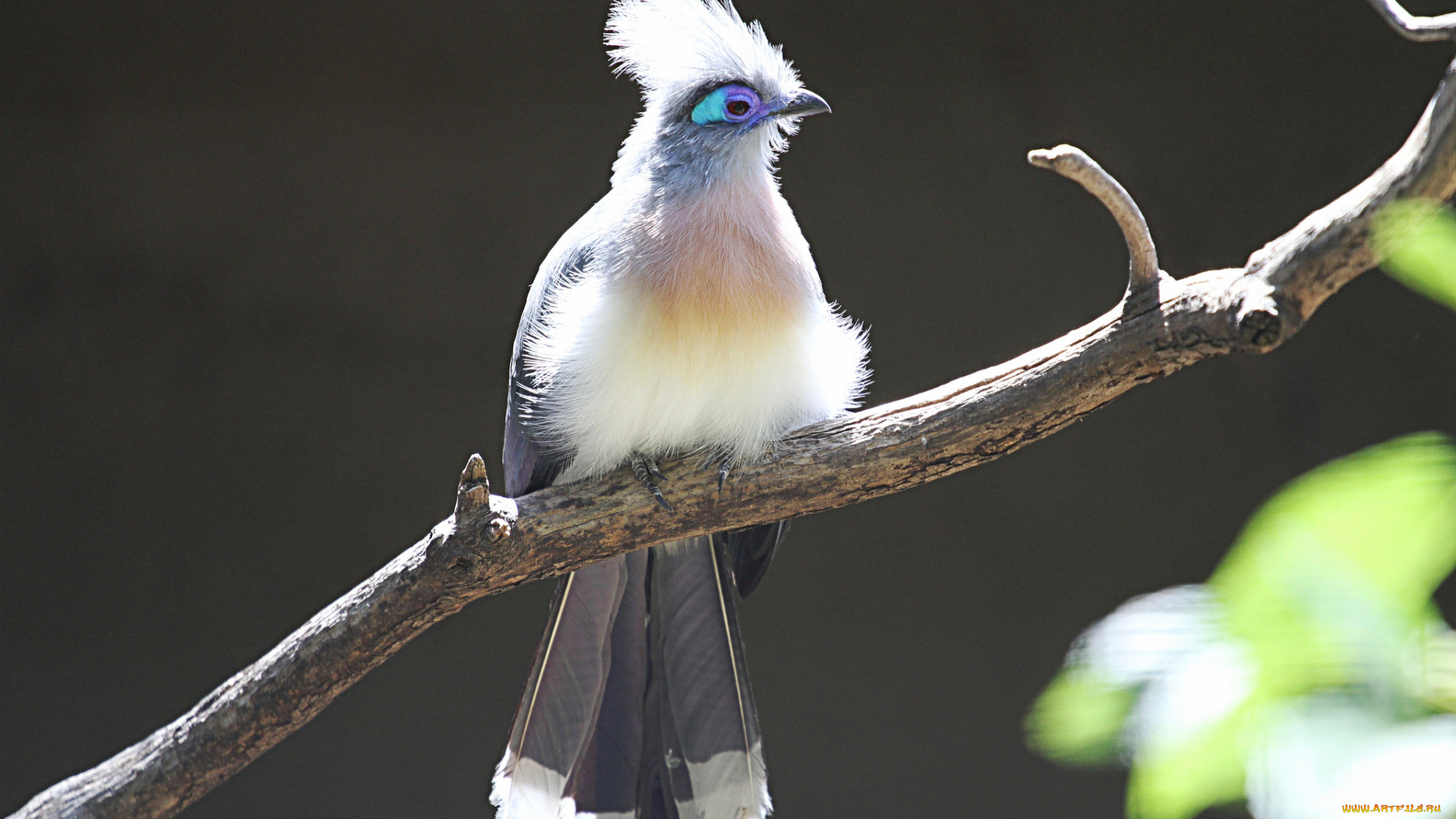 животные, птицы, забавная, перья, окрас, птица