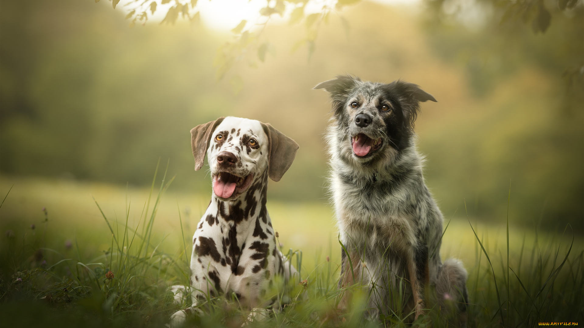 животные, собаки, две, боке, друзья