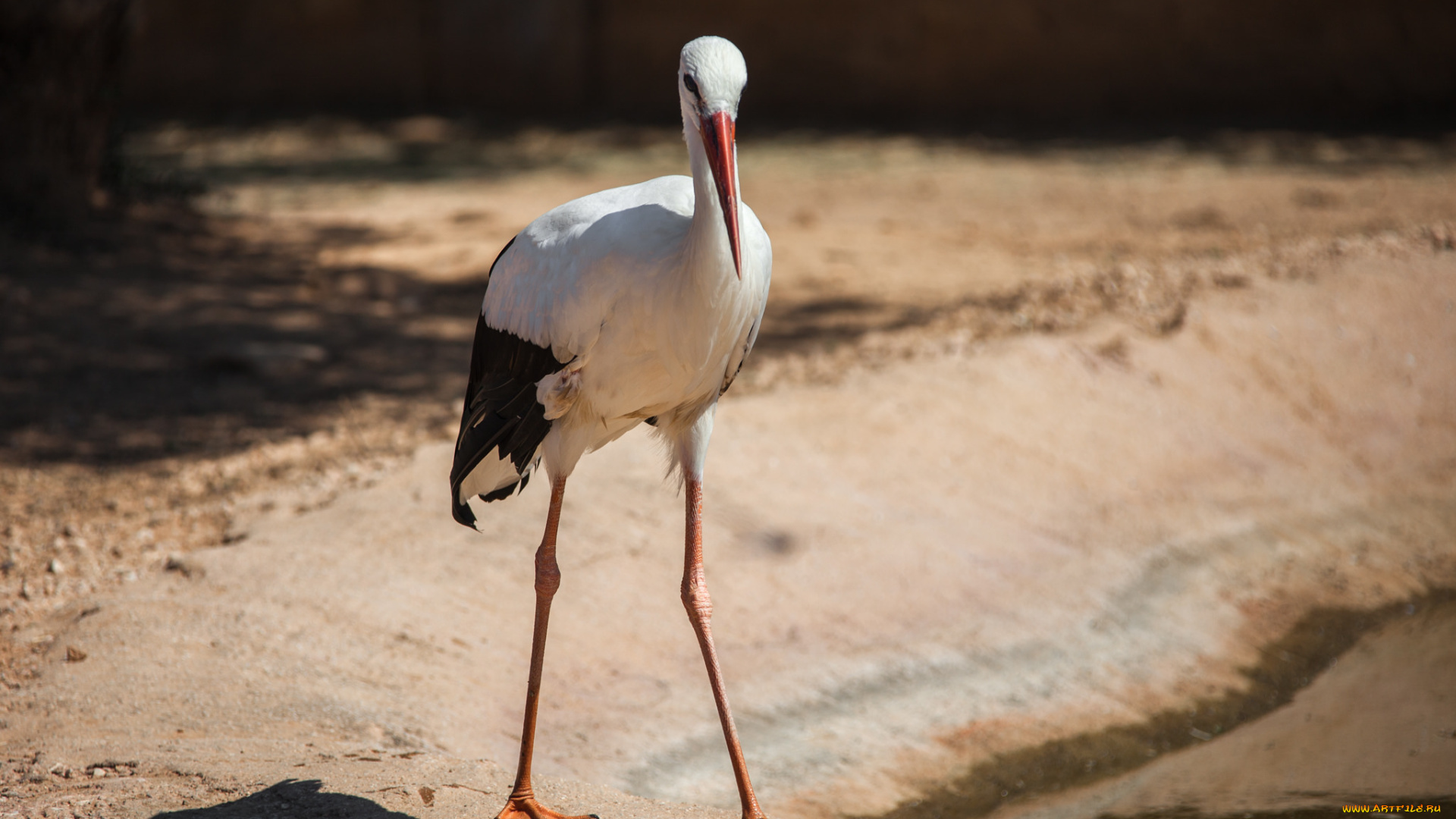 животные, журавли, лапы, перышки, цапля, клюв