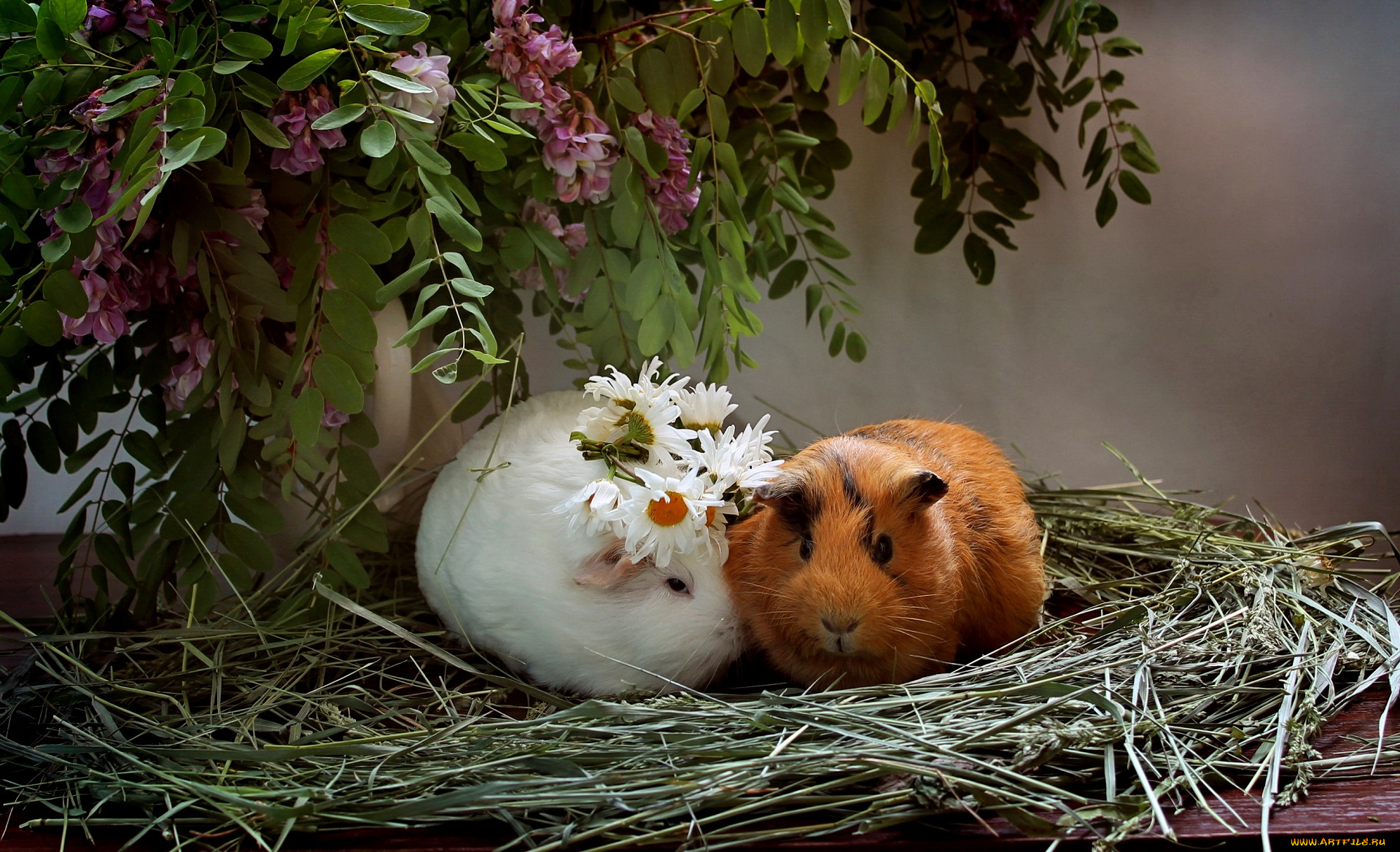 животные, морские, свинки, , хомяки, любовь, лето, композиция, морские, свинки