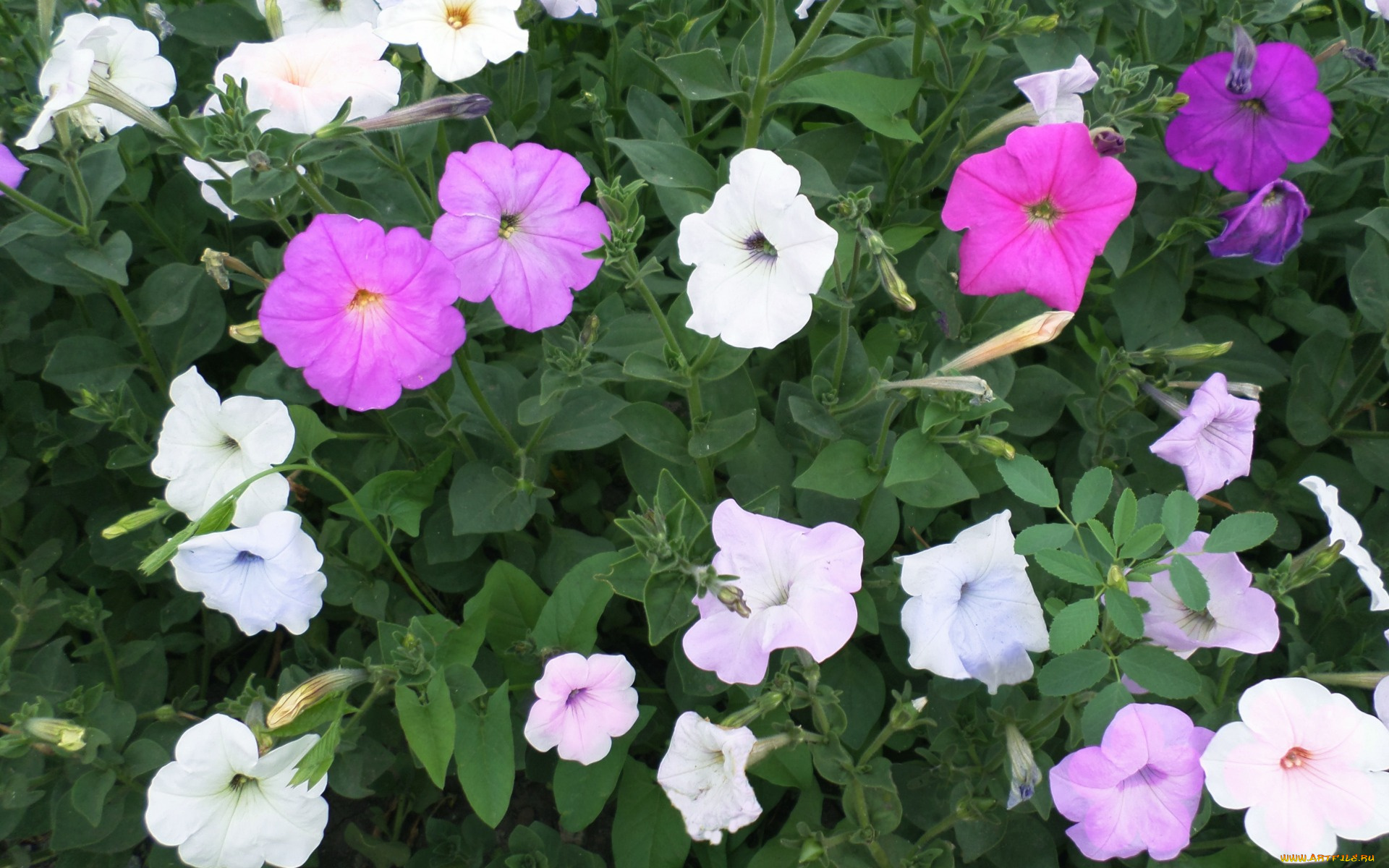 цветы, петунии, , калибрахоа, июнь, петуния, лето