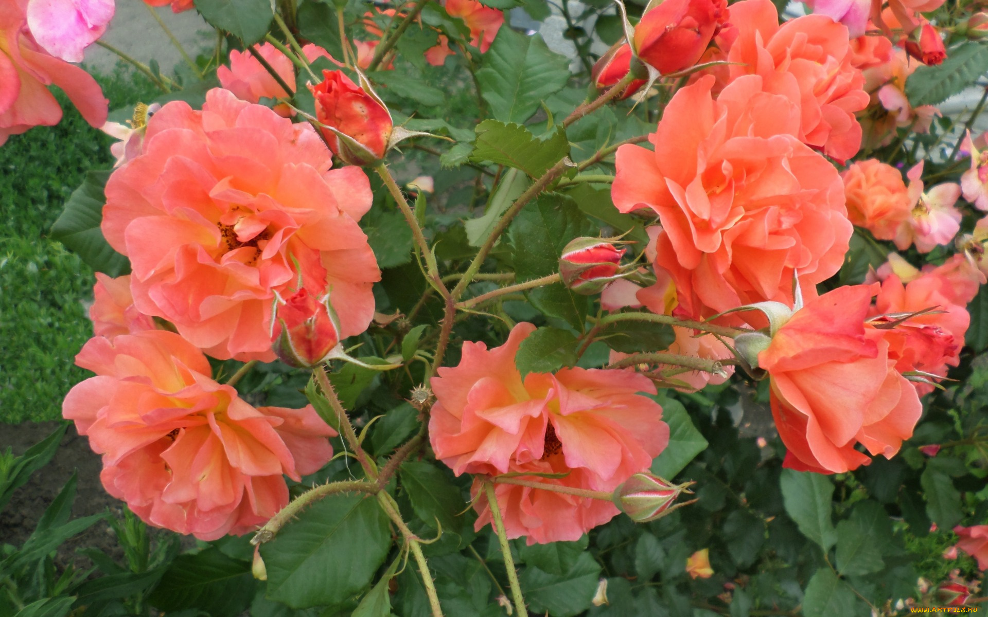 цветы, розы, лето, июньский, день