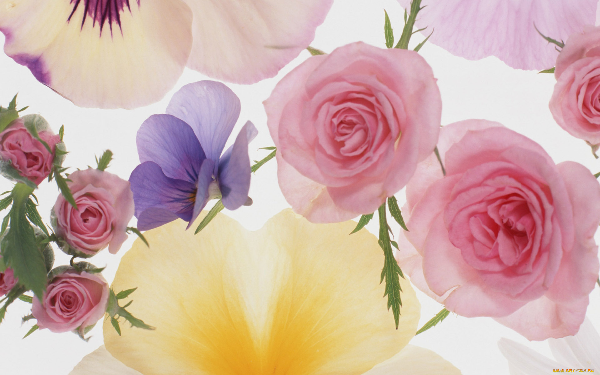 разное, компьютерный, дизайн, лепестки, коллаж, обои, розы