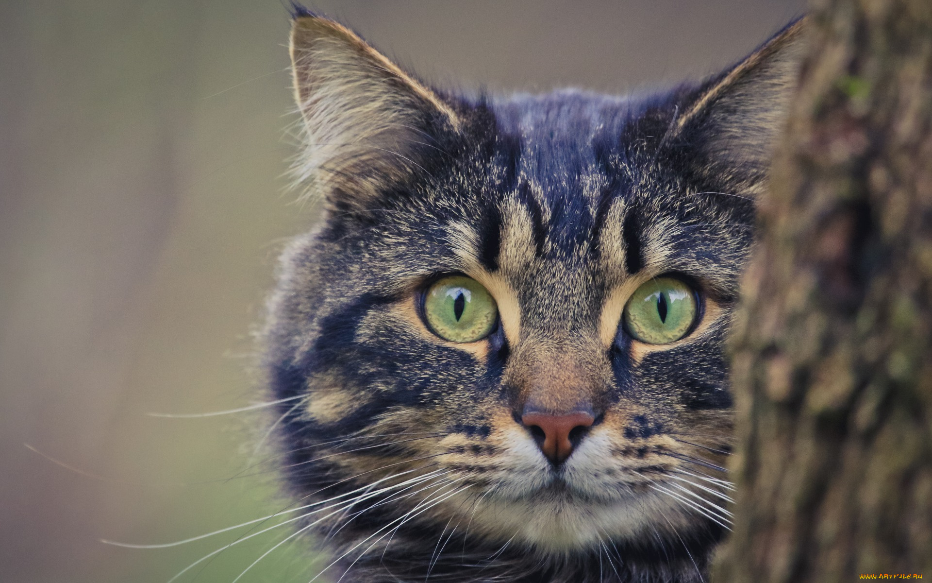 животные, коты, морда