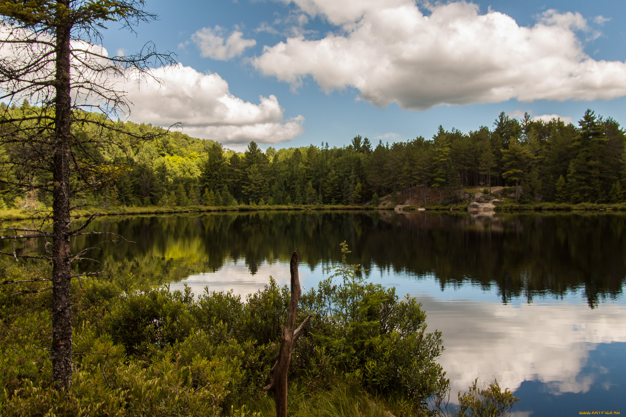 природа, реки, озера, лес, река