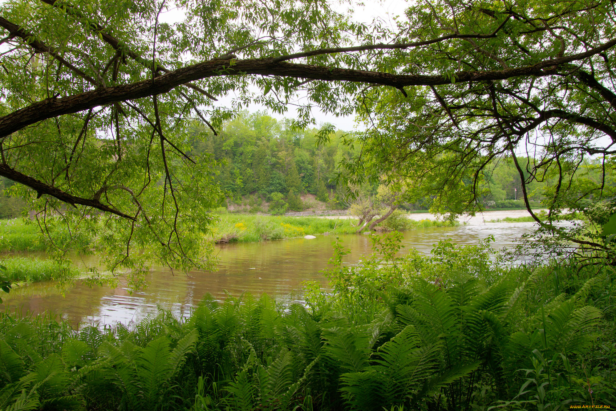 природа, реки, озера, река, лес