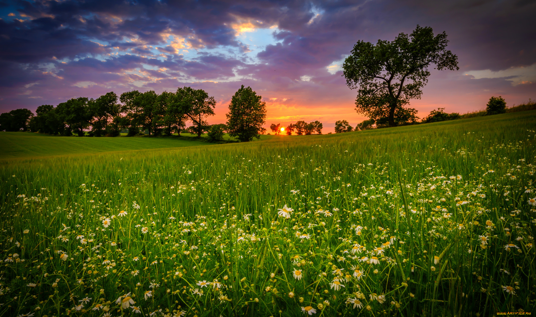 природа, луга, простор
