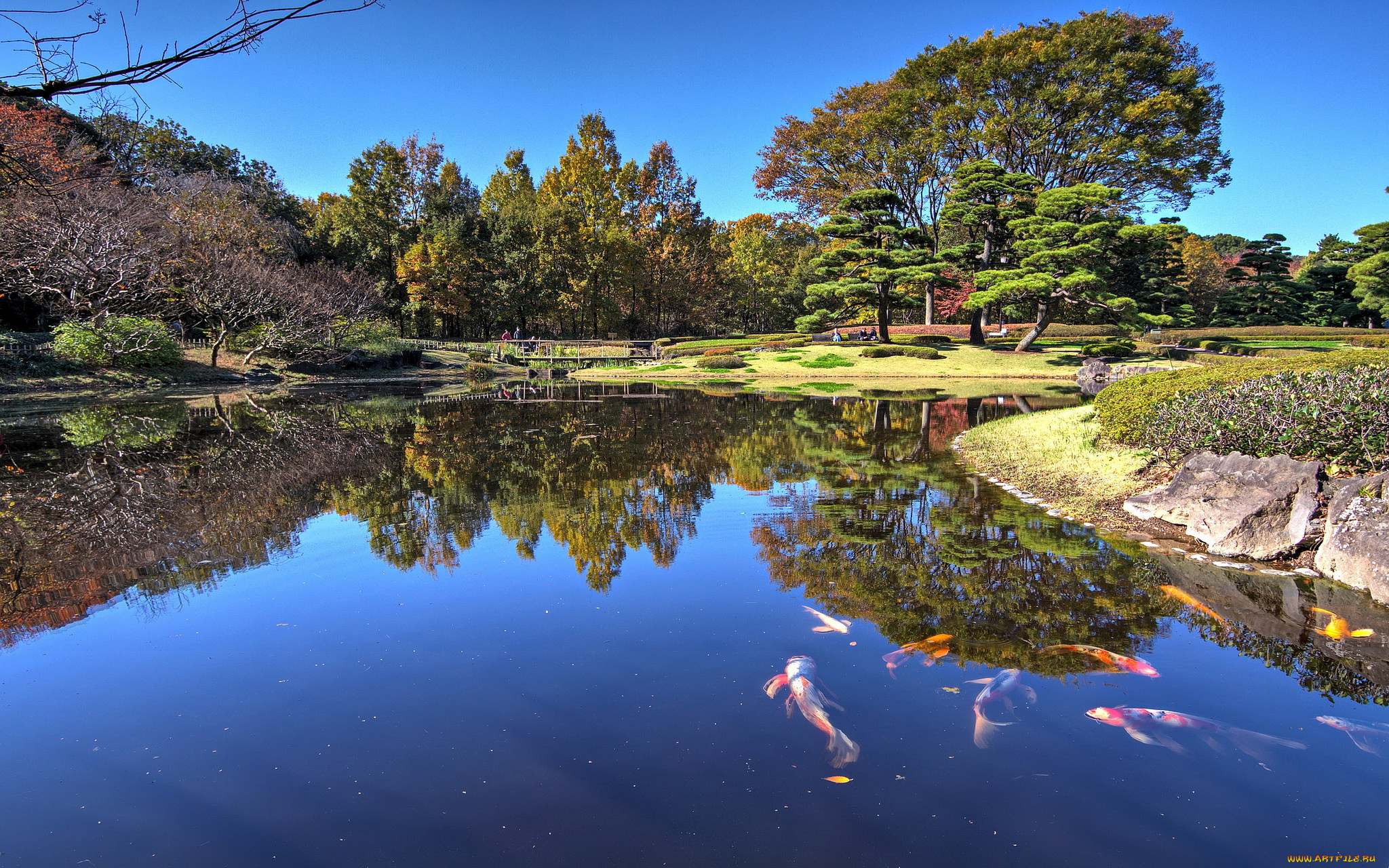 природа, реки, озера, река, лес