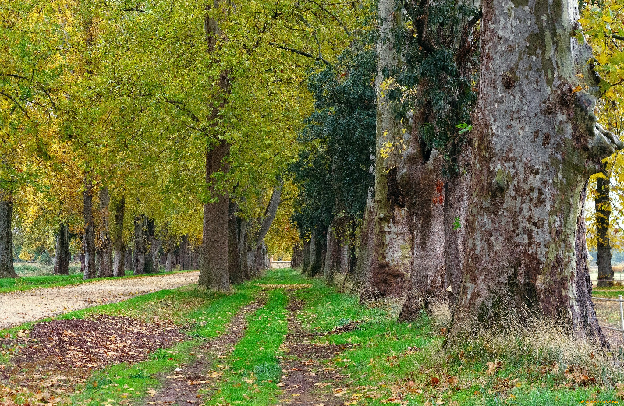 природа, дороги, тропика