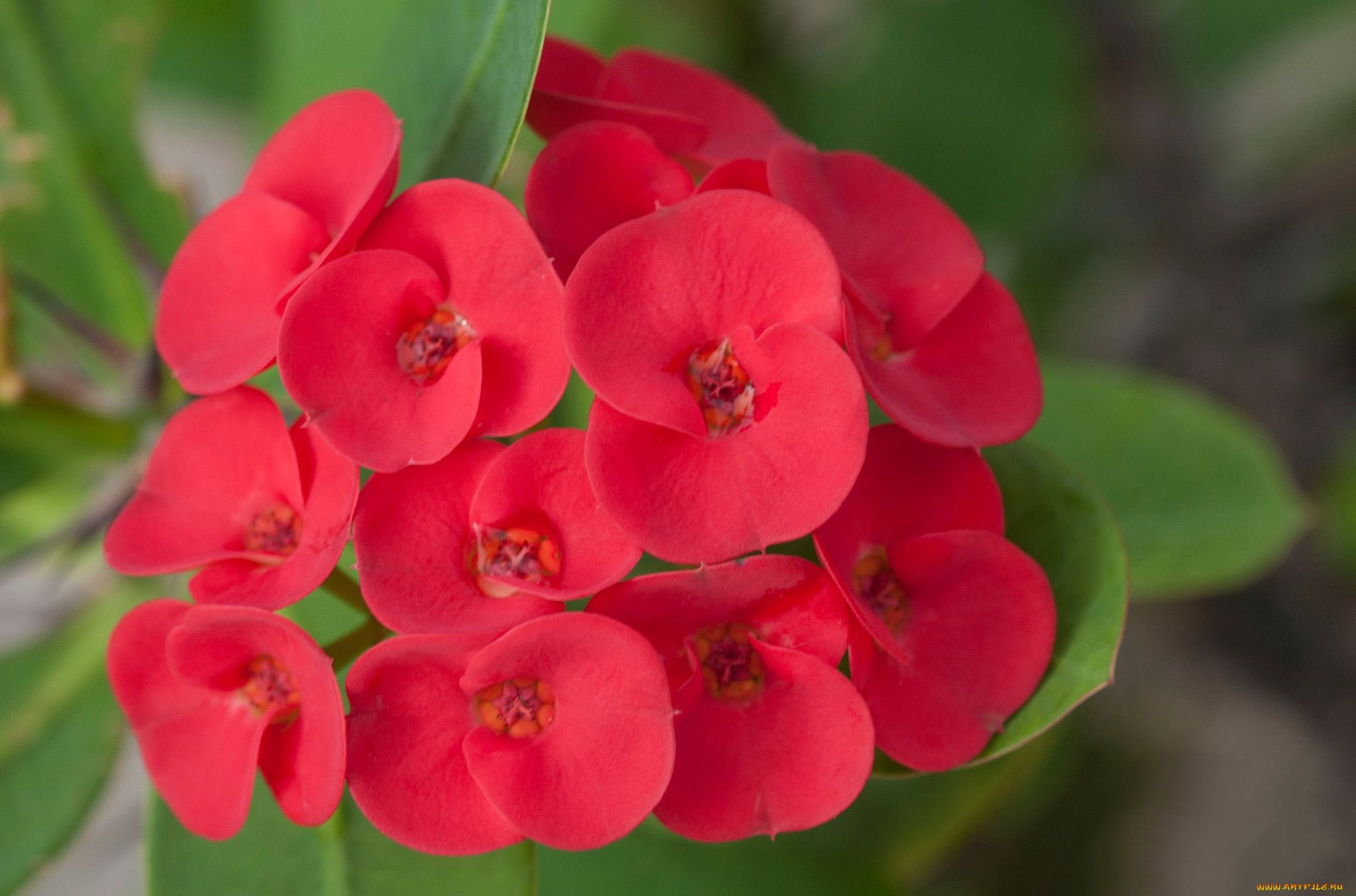 цветы, бегония, макро, лепестки, соцветие, природа