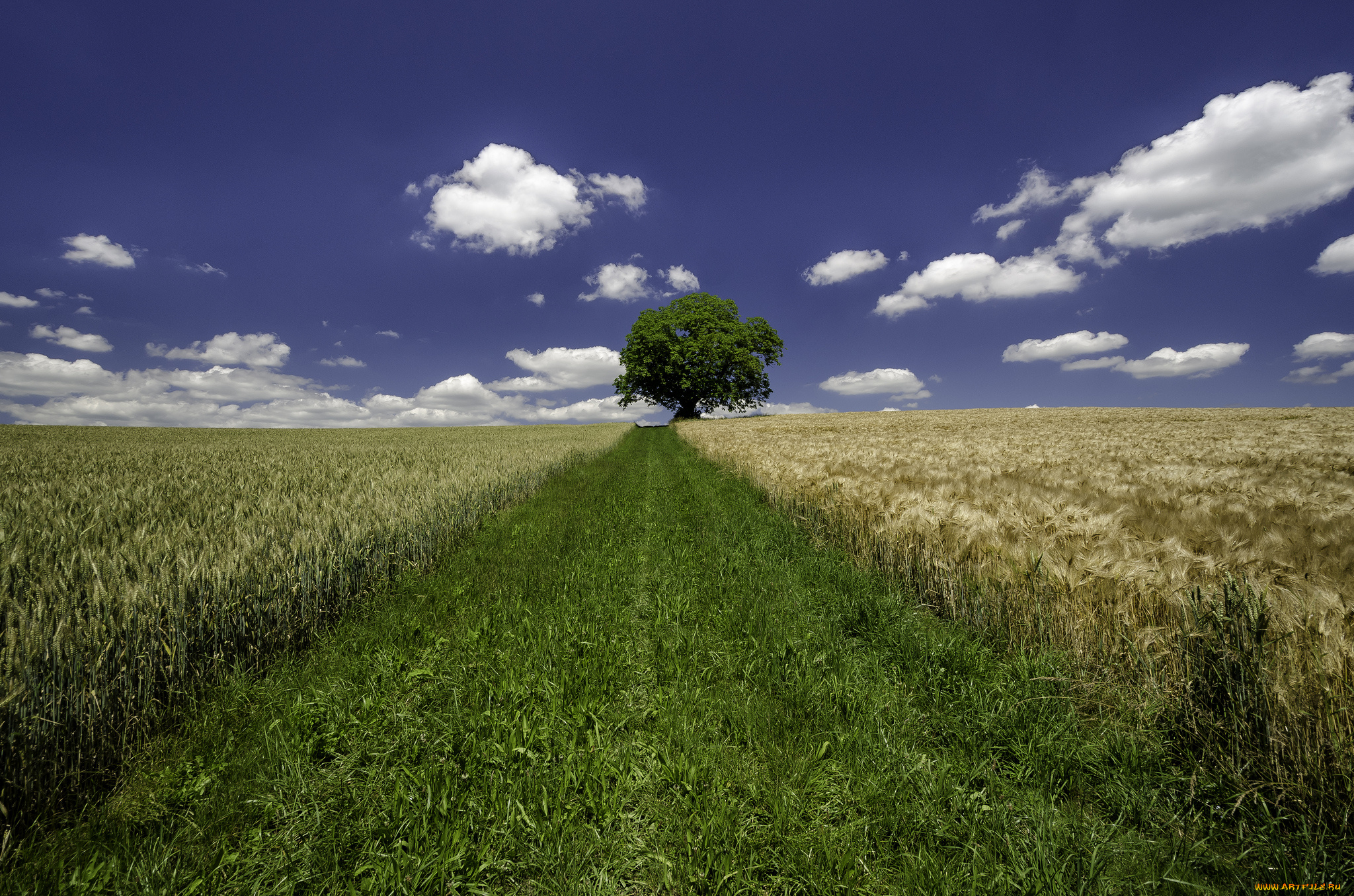 природа, поля, простор