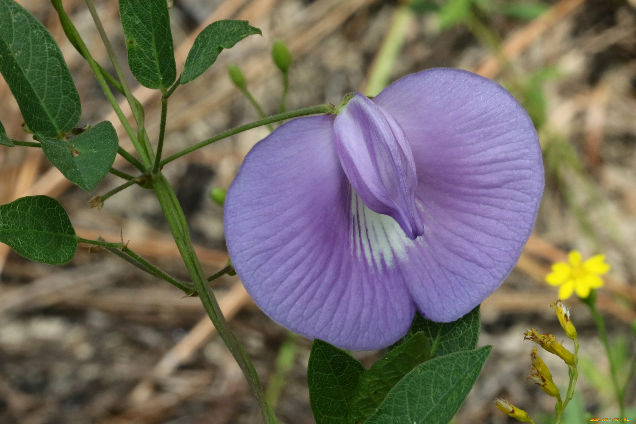цветы, душистый, горошек, горошек