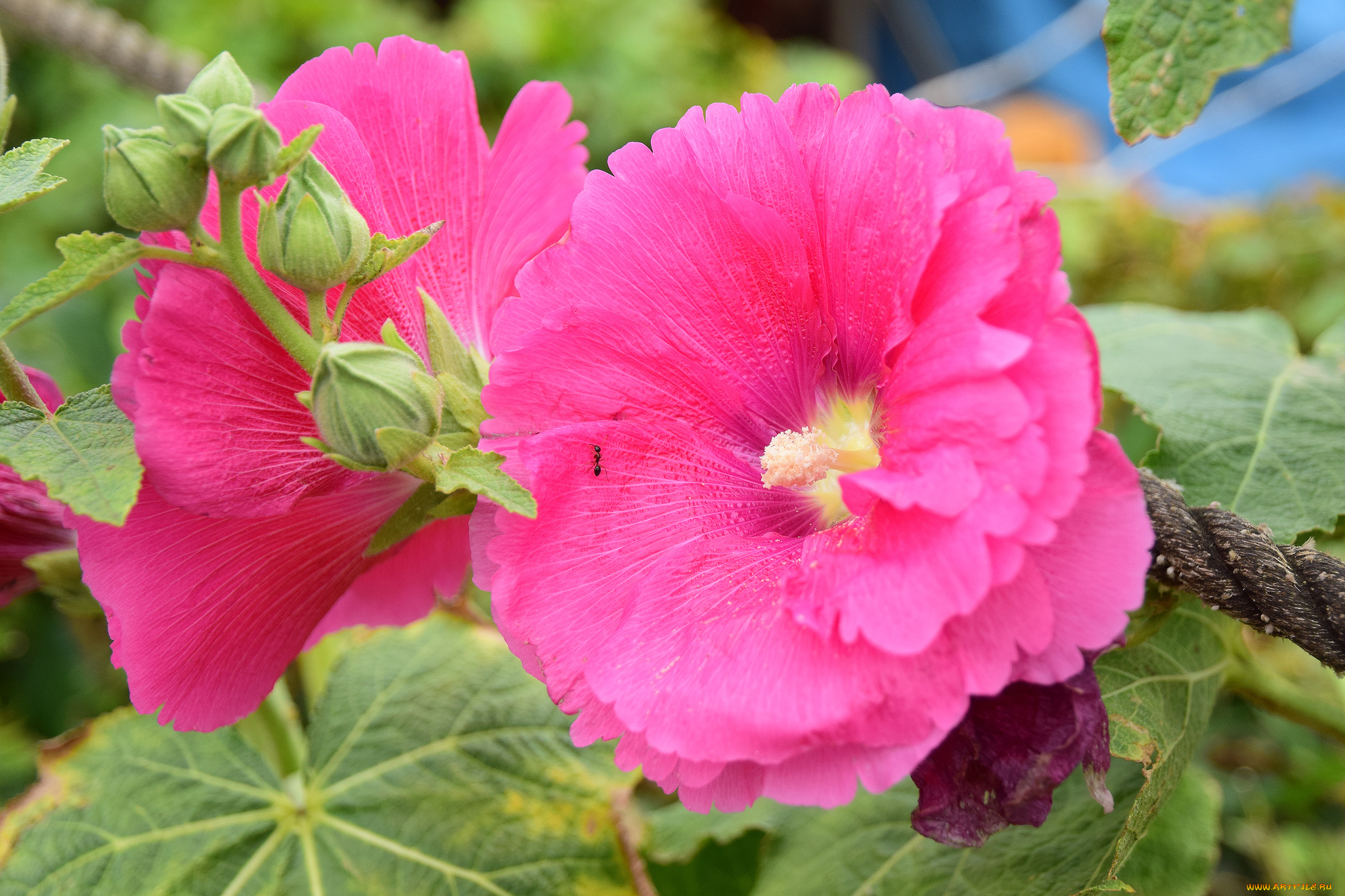 цветы, мальвы, цветение, бутоны, мальва