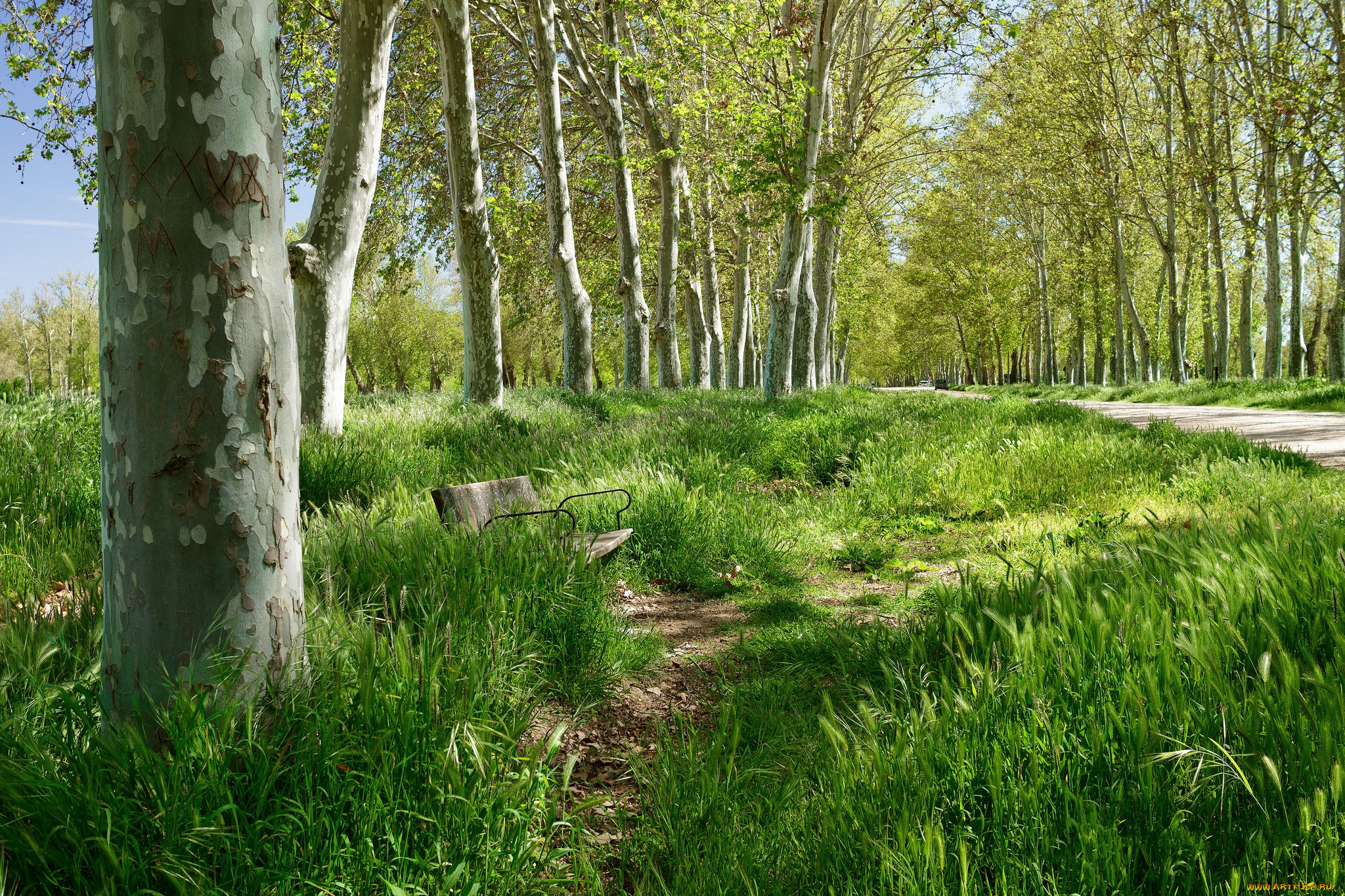 природа, дороги, тропика