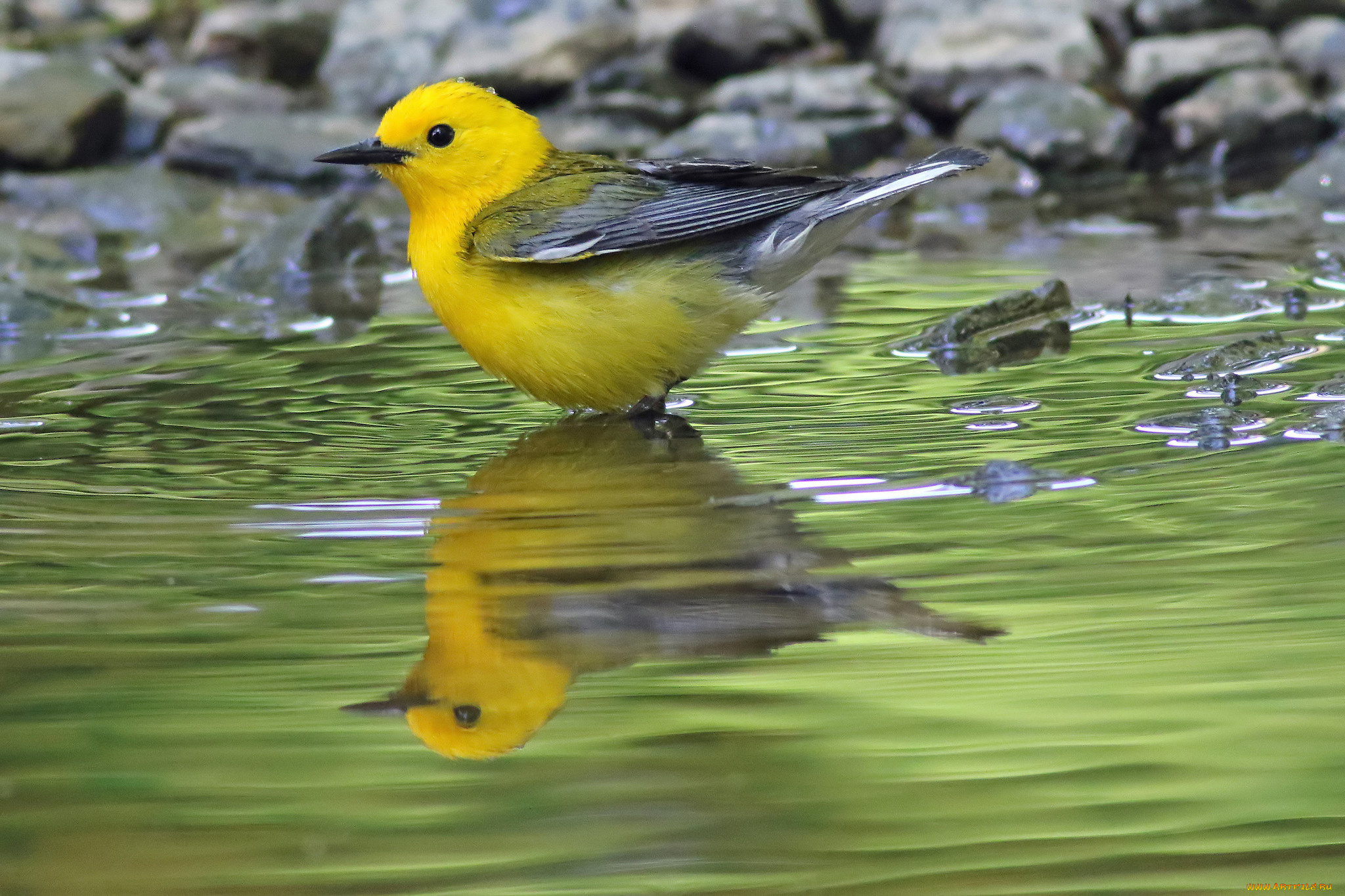 животные, птицы, птичка