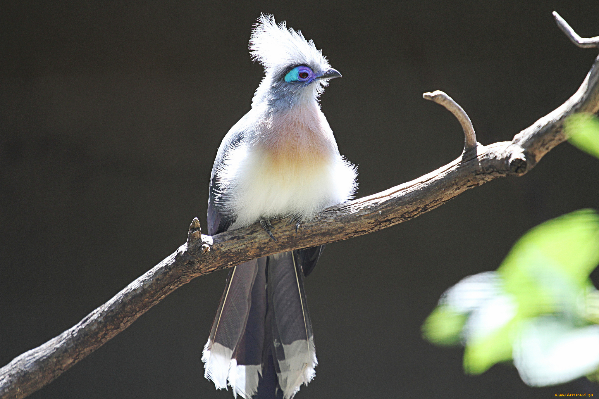 животные, птицы, забавная, перья, окрас, птица