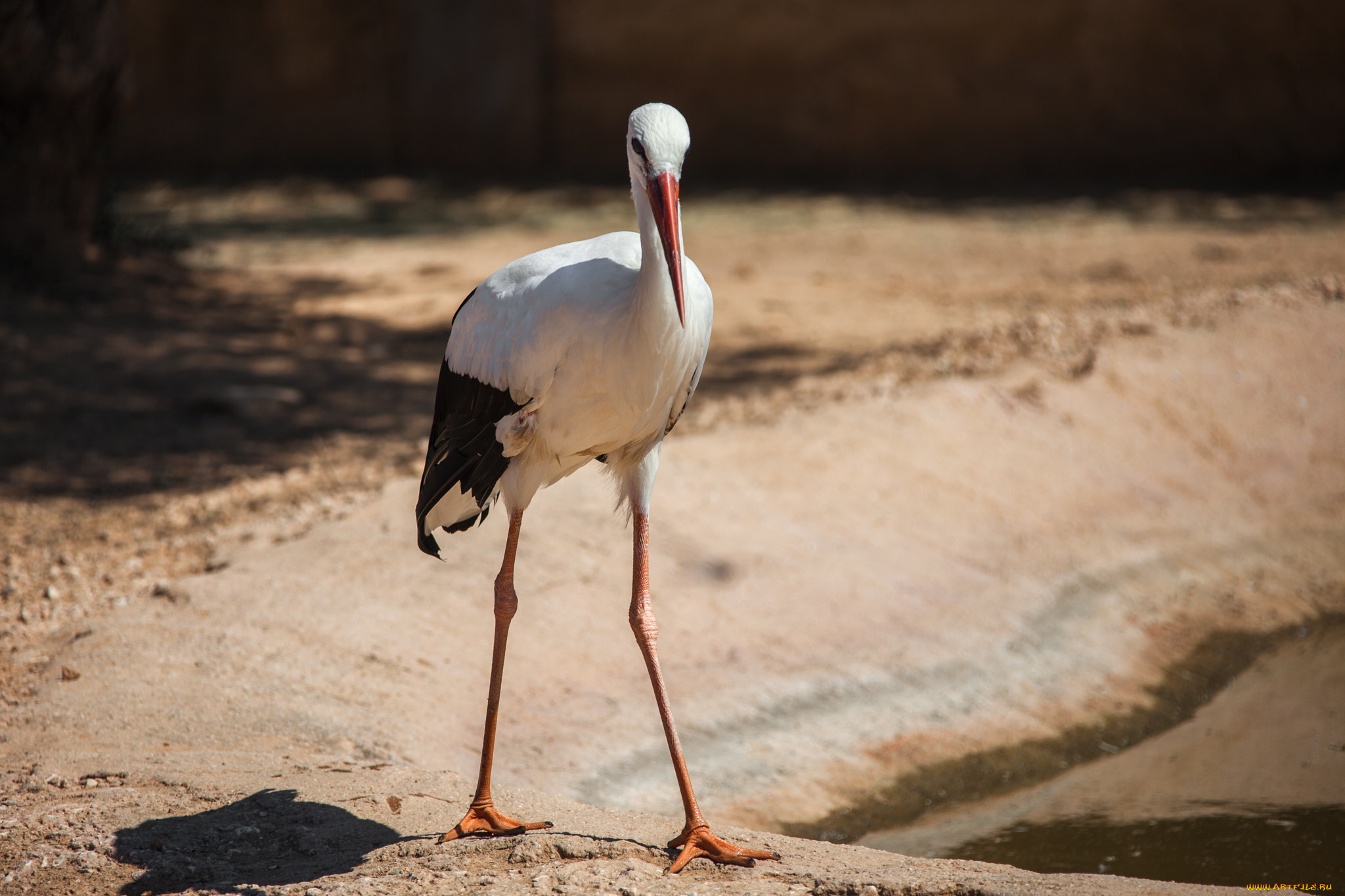 животные, журавли, лапы, перышки, цапля, клюв