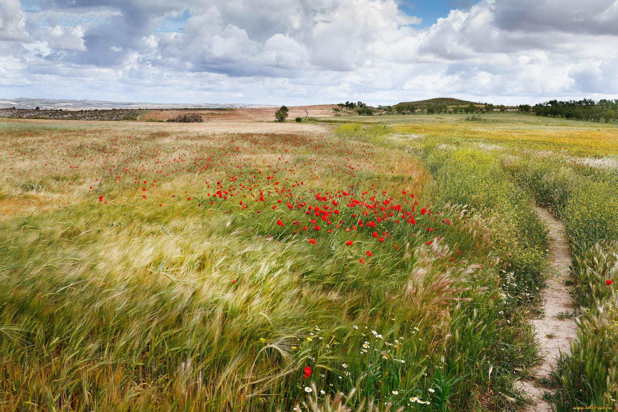 природа, поля, тропика