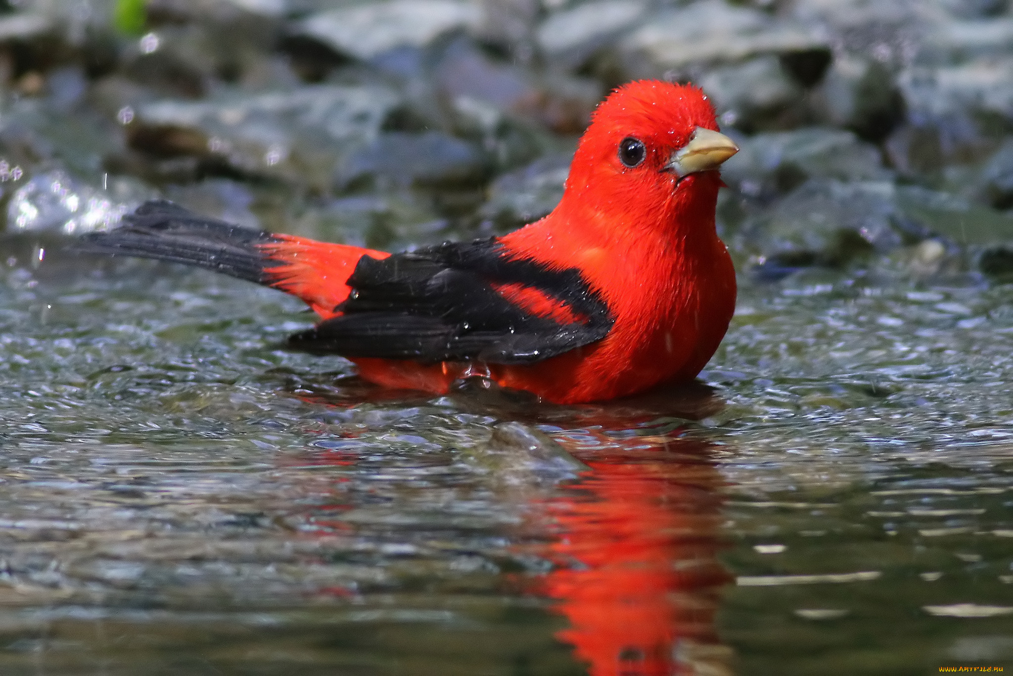 животные, птицы, птичка