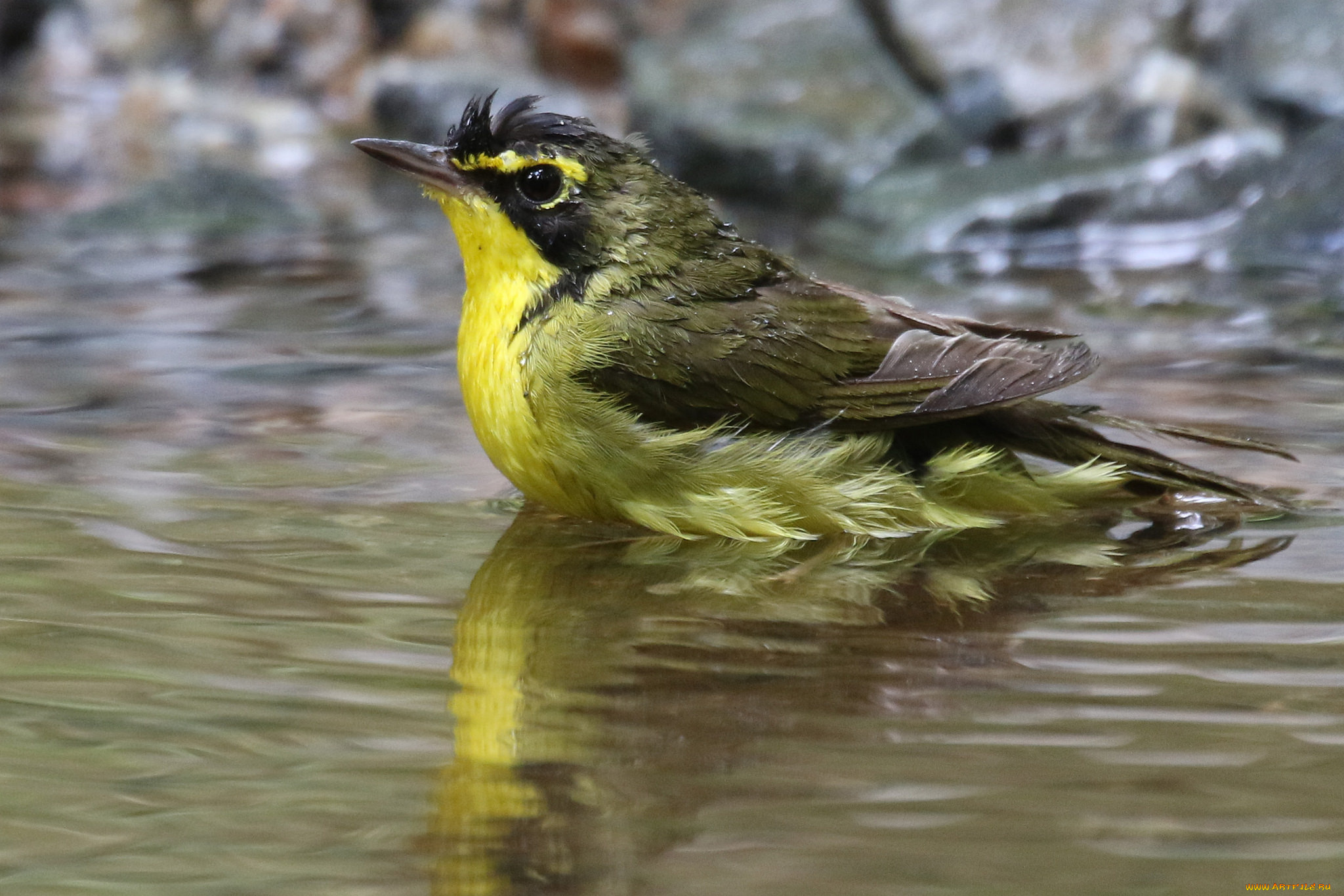 животные, птицы, вода, птица