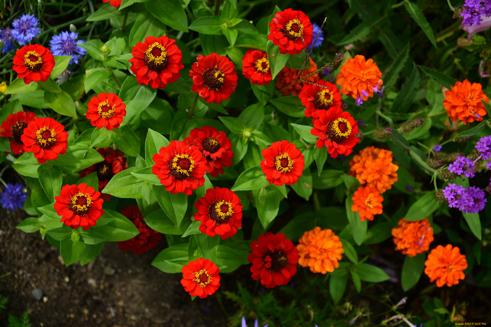 цветы, цинния, природа, листья, лепестки, сад