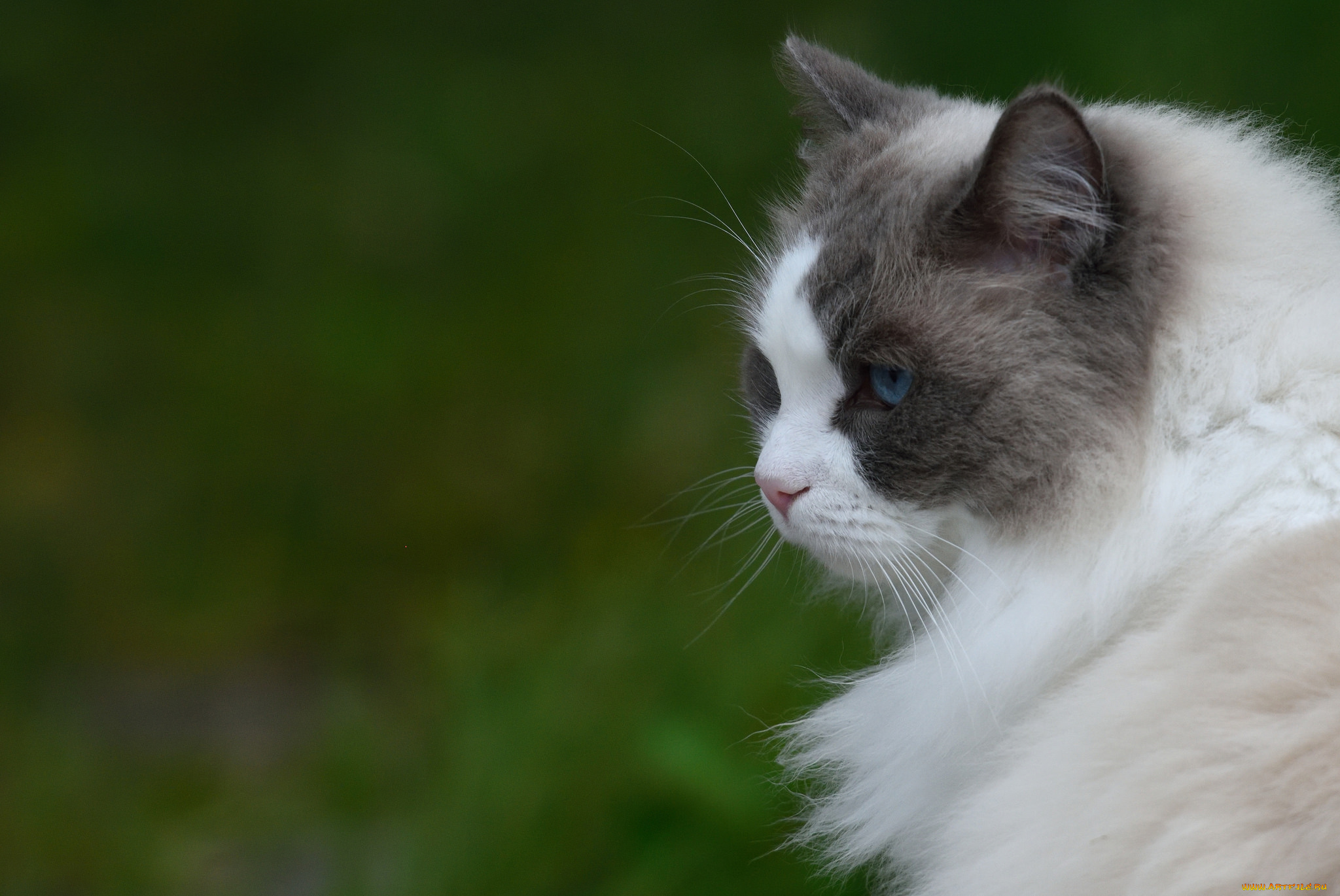 животные, коты, анфас