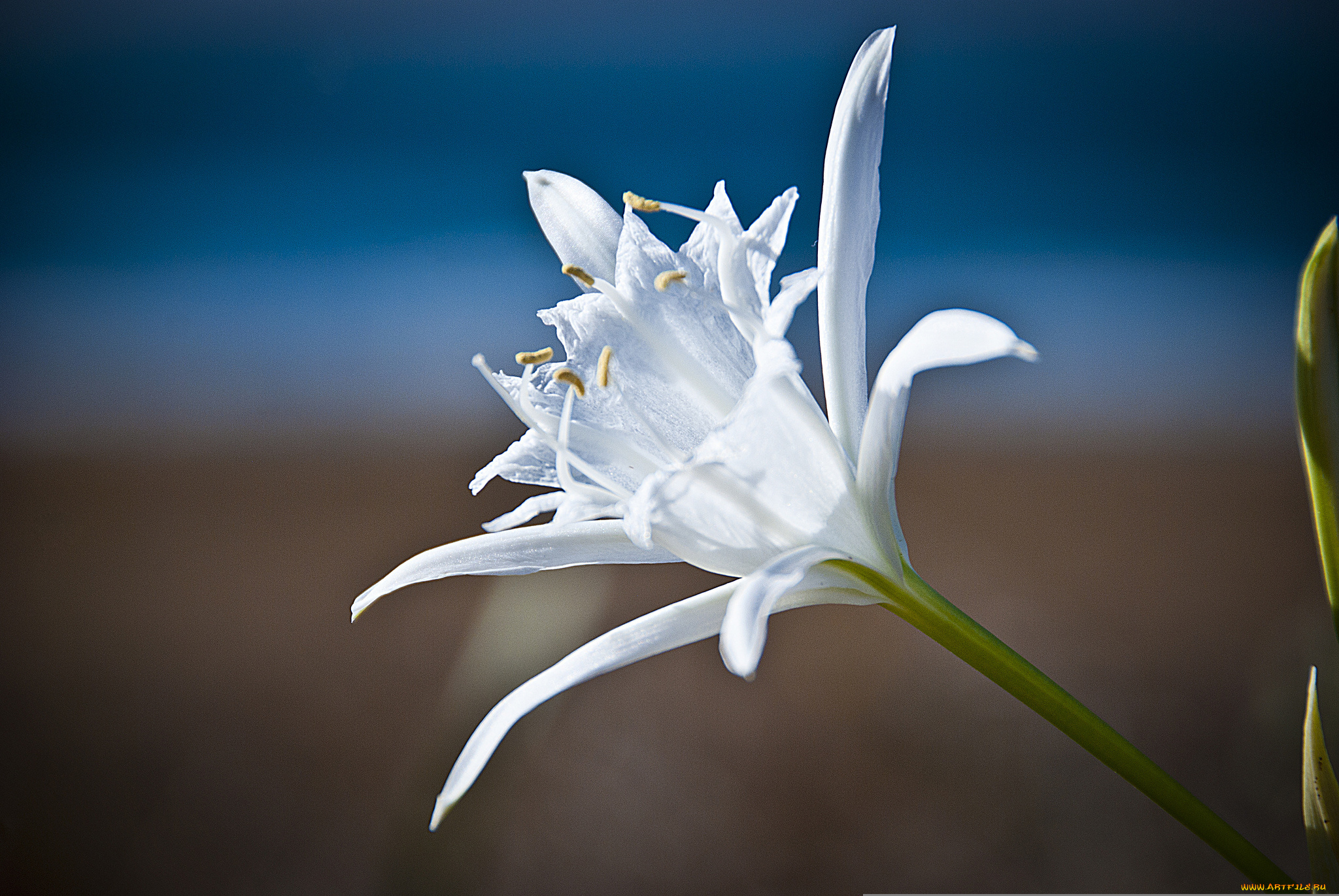 цветы, лилии, , лилейники, макро, лилия, природа, лепестки