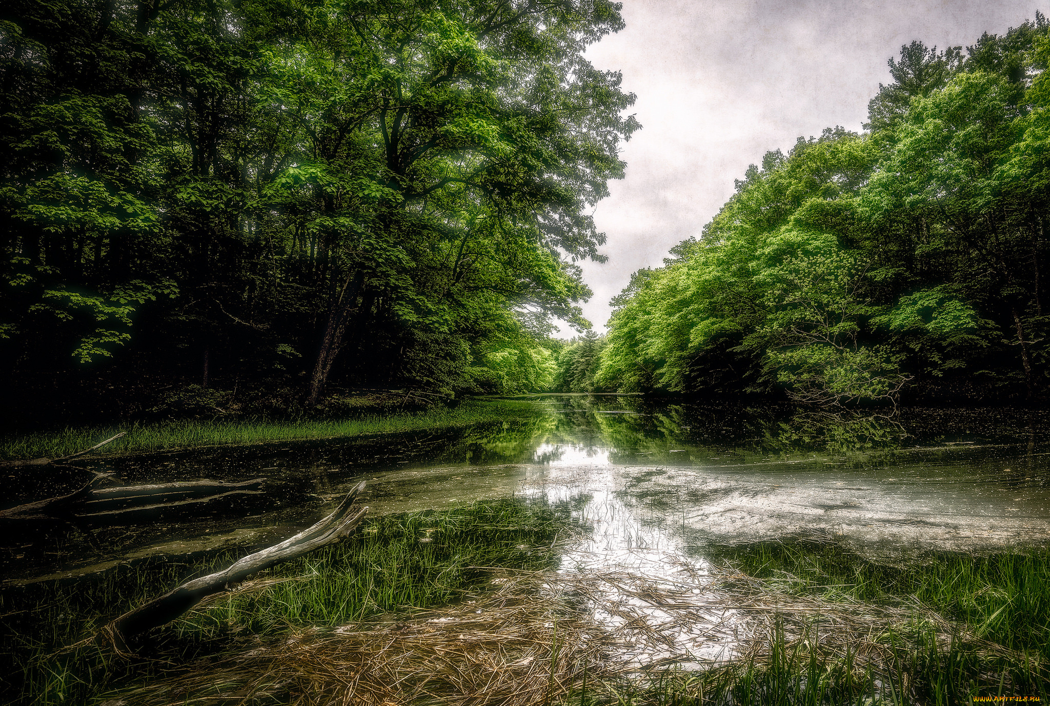 природа, реки, озера, река, лес