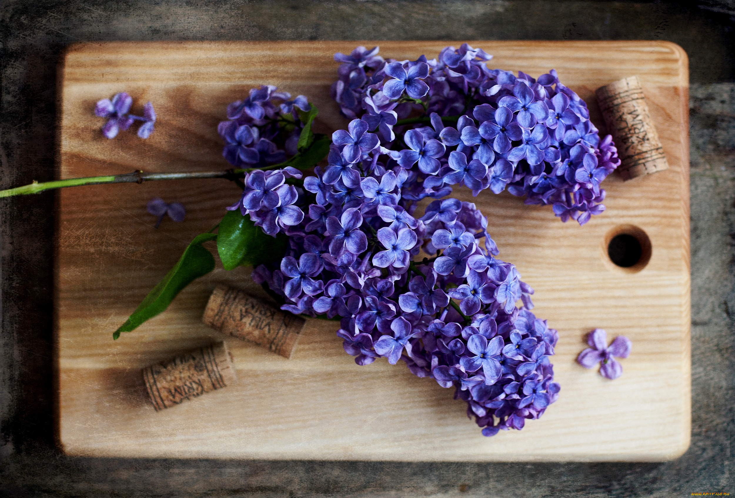 цветы, сирень, цветение, сиреневые, лепестки