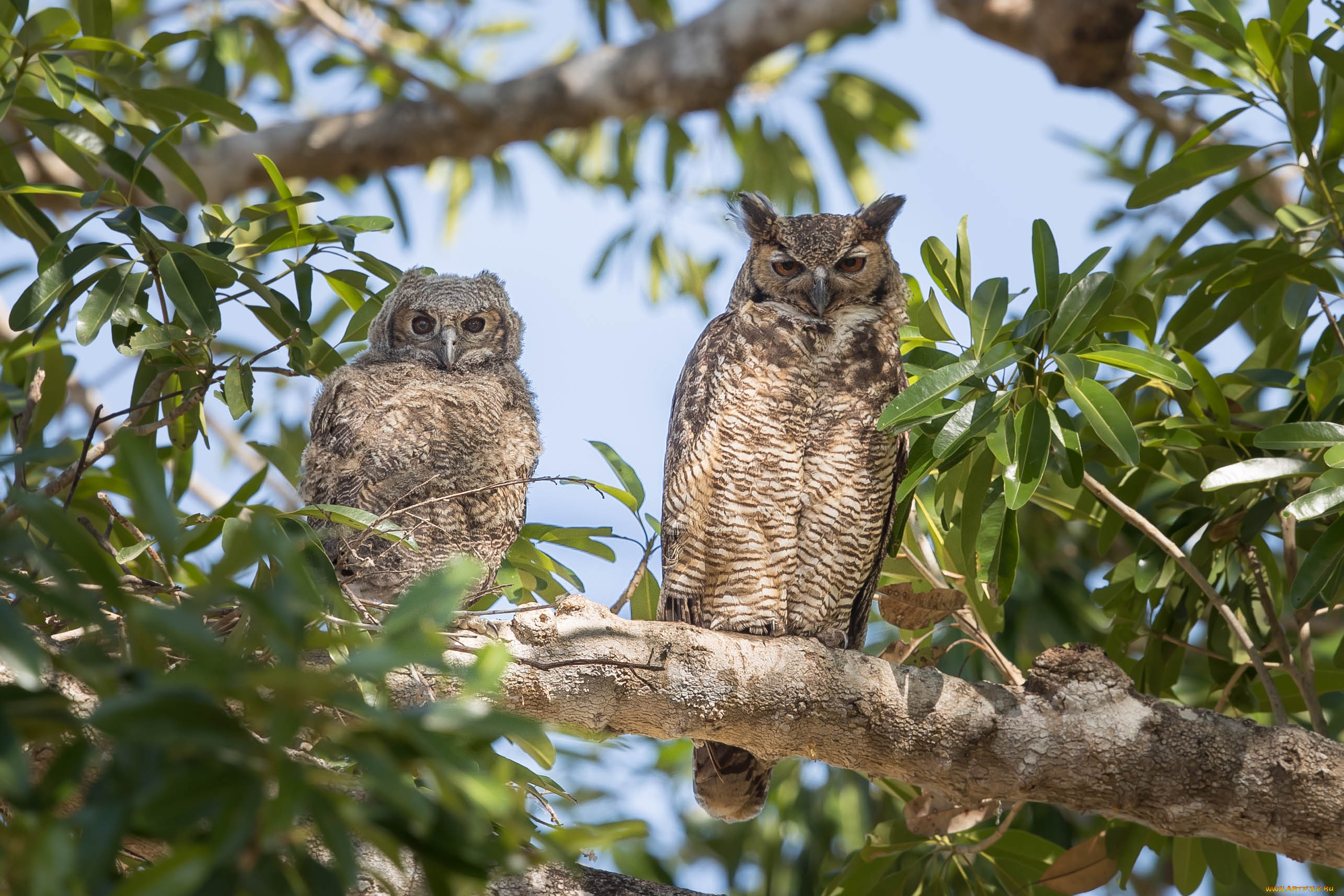 животные, совы, перья, окрас, птица, сова