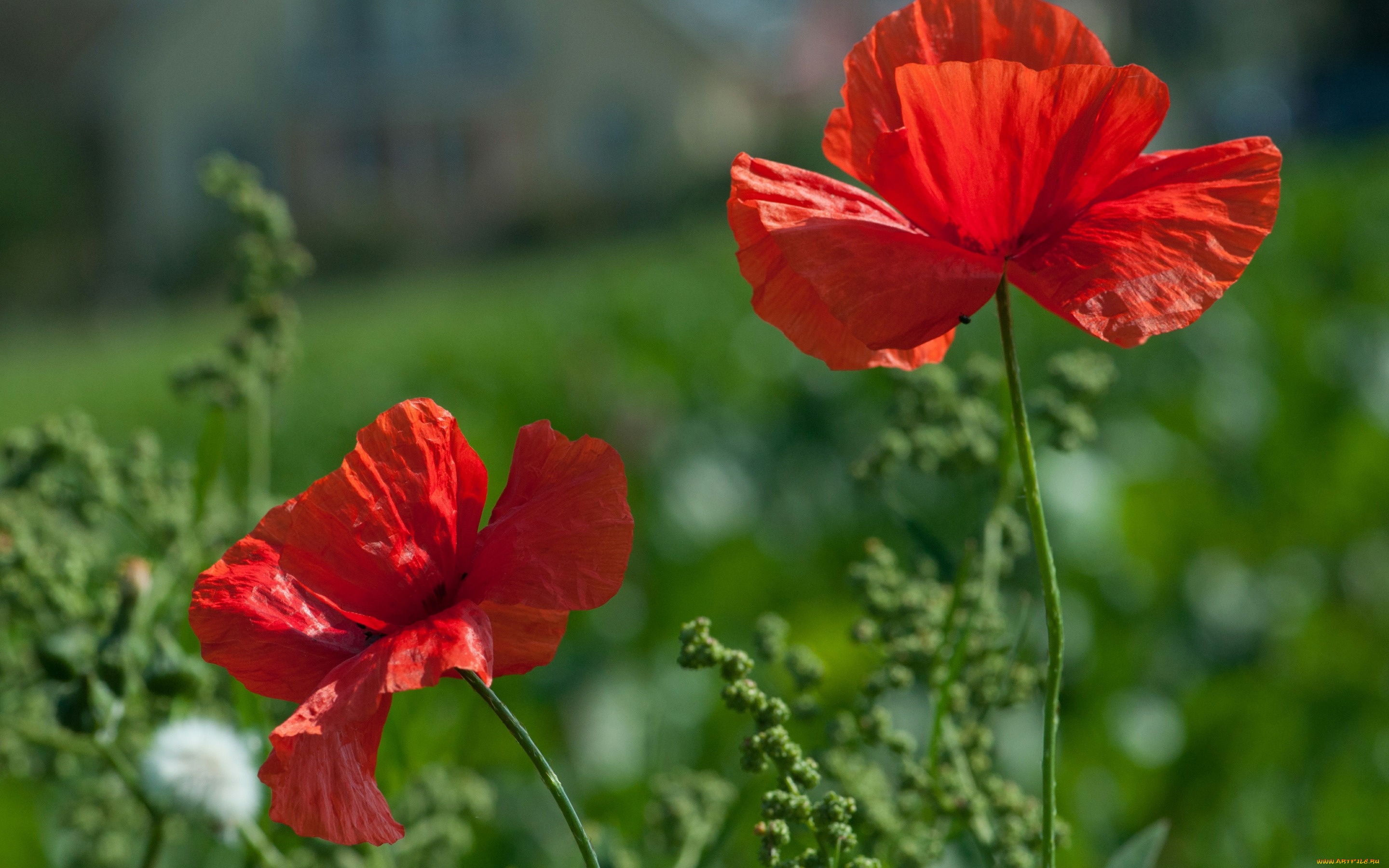 цветы, маки, red