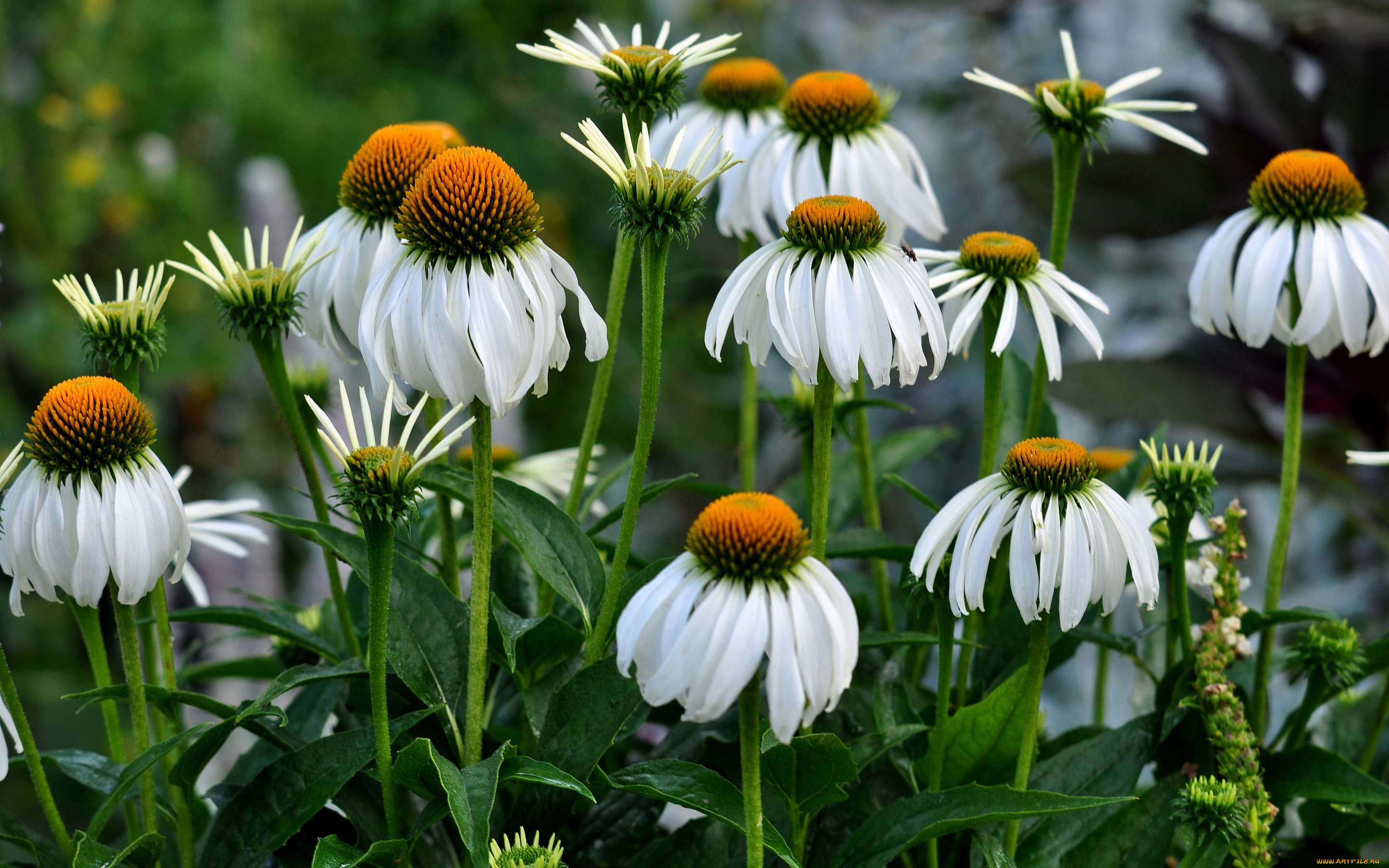 цветы, ромашки, листья, стебель, сад, клумба, природа, лепестки, эхинацея