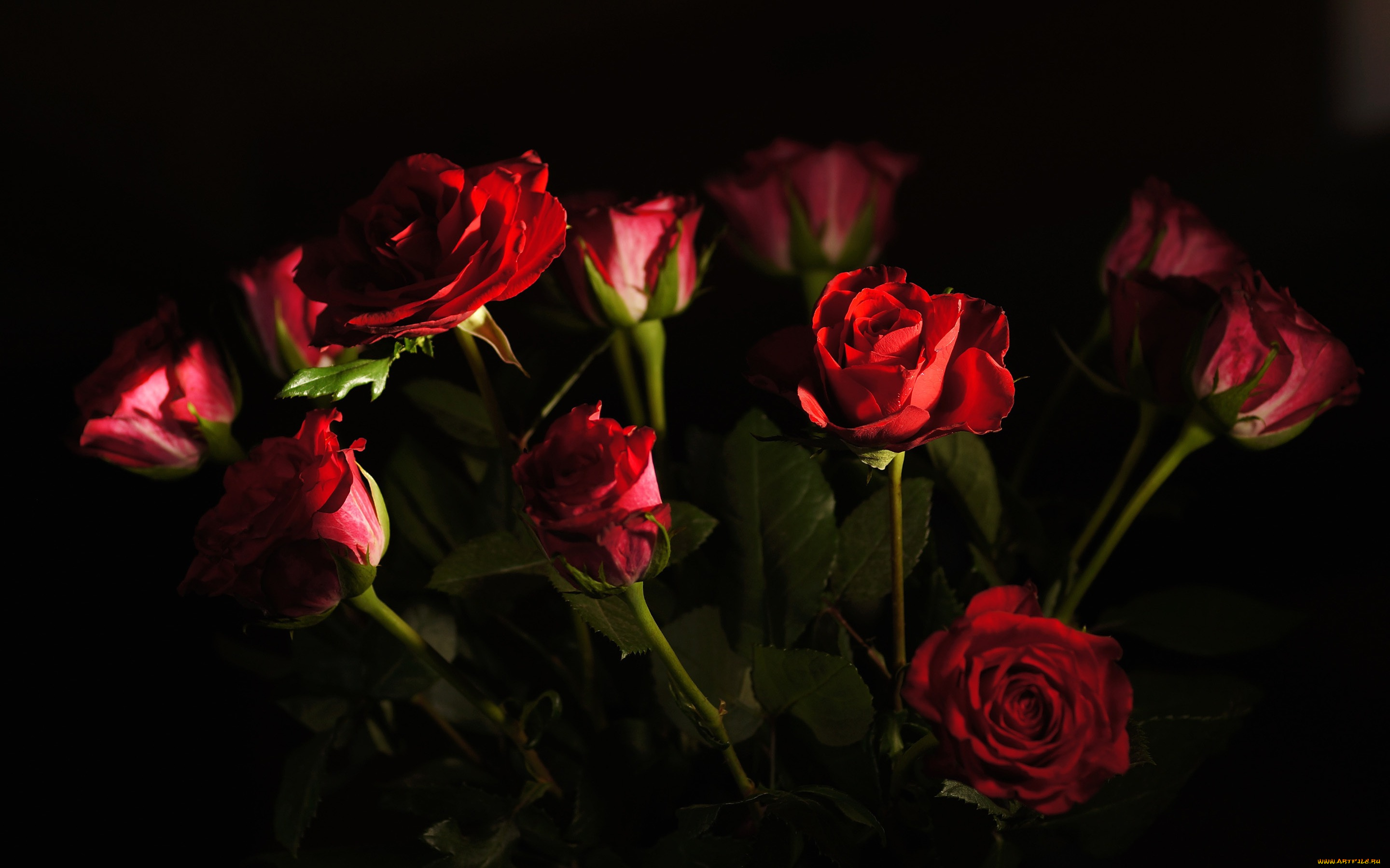 цветы, розы
