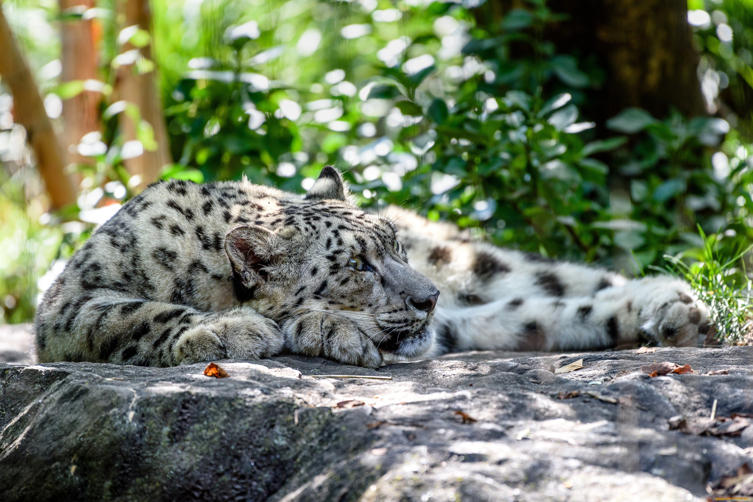 животные, снежный, барс, , ирбис, камни, отдыхает, солнце, трава