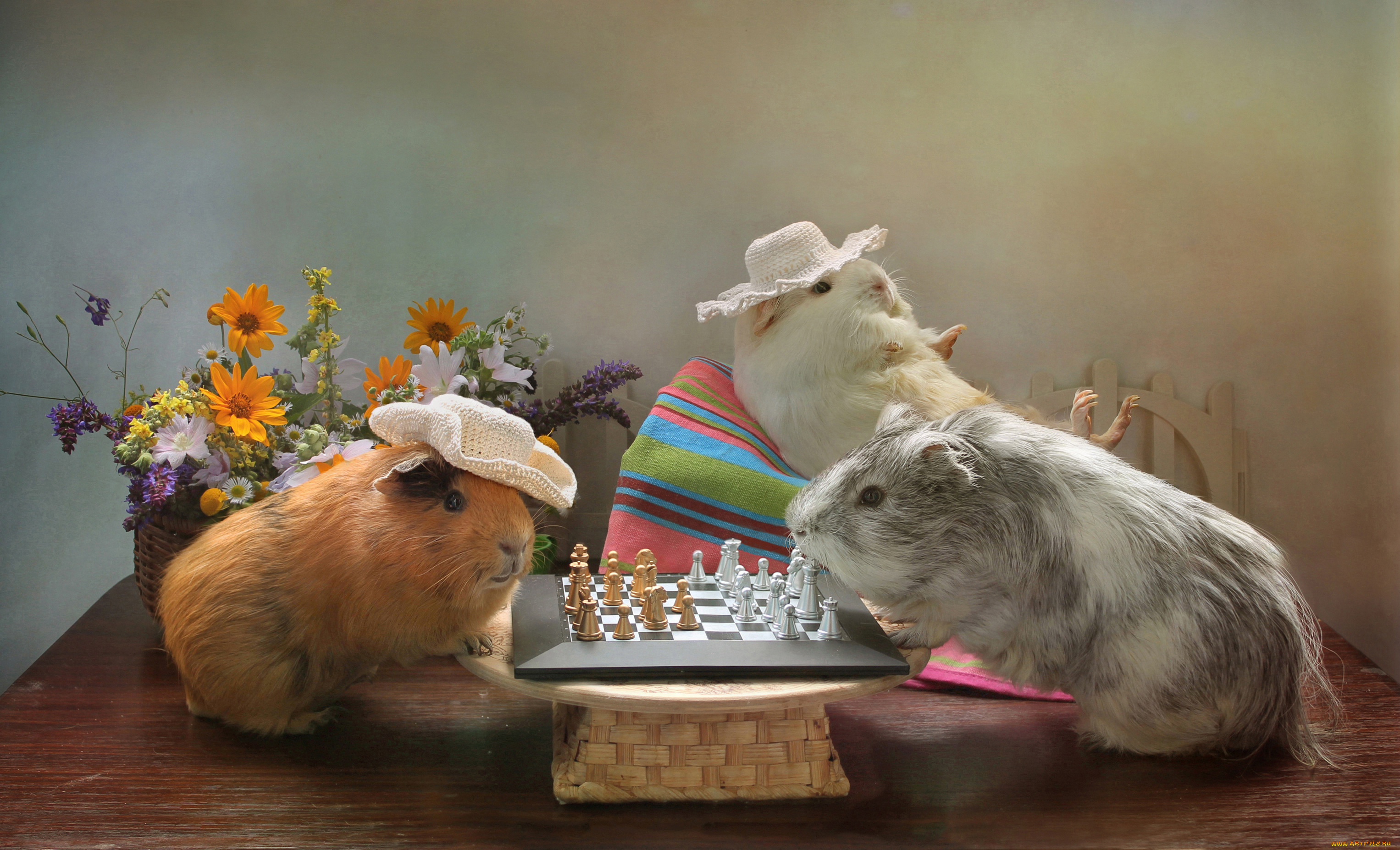 животные, морские, свинки, , хомяки, июль, композиция, шахматы, юмор, дача, морские, свинки, лето, дачные, истории
