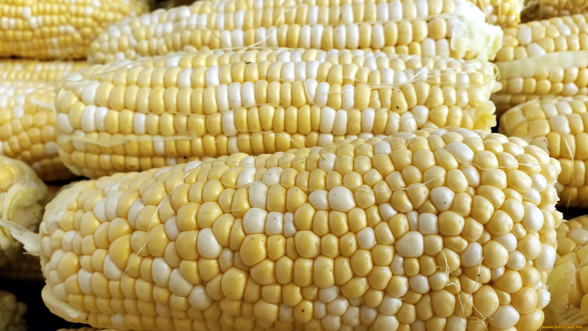 еда, кукуруза, початки